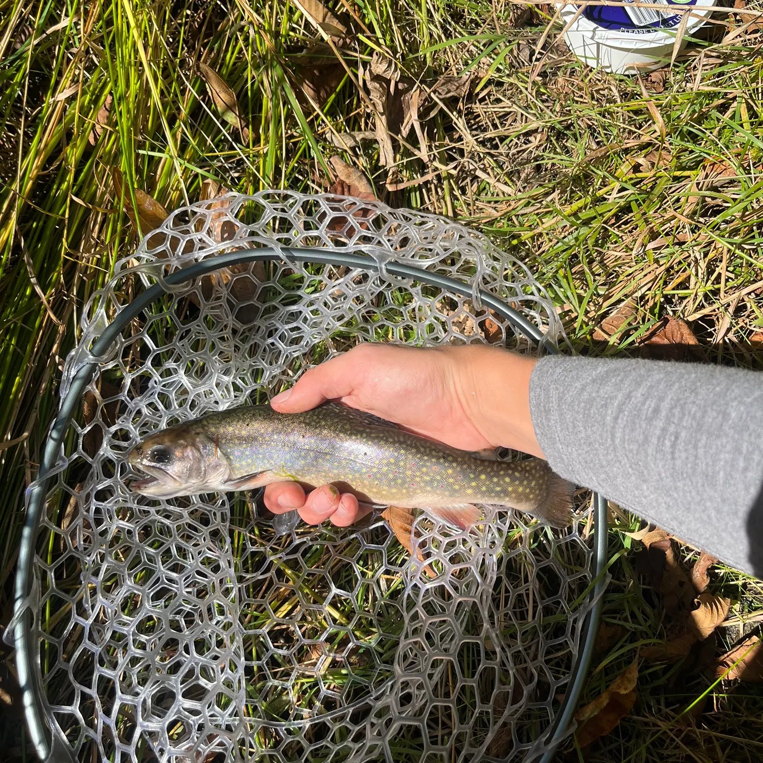Brook trout caught on Fishbrain