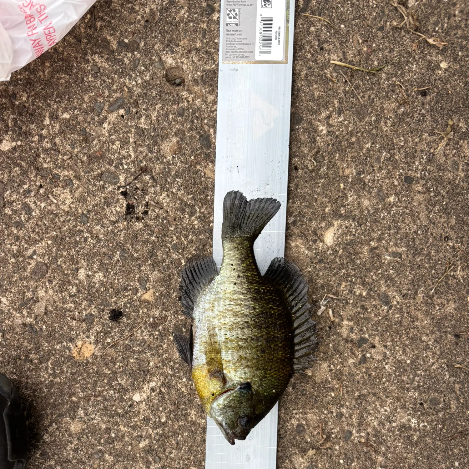 Bluegill caught on Fishbrain