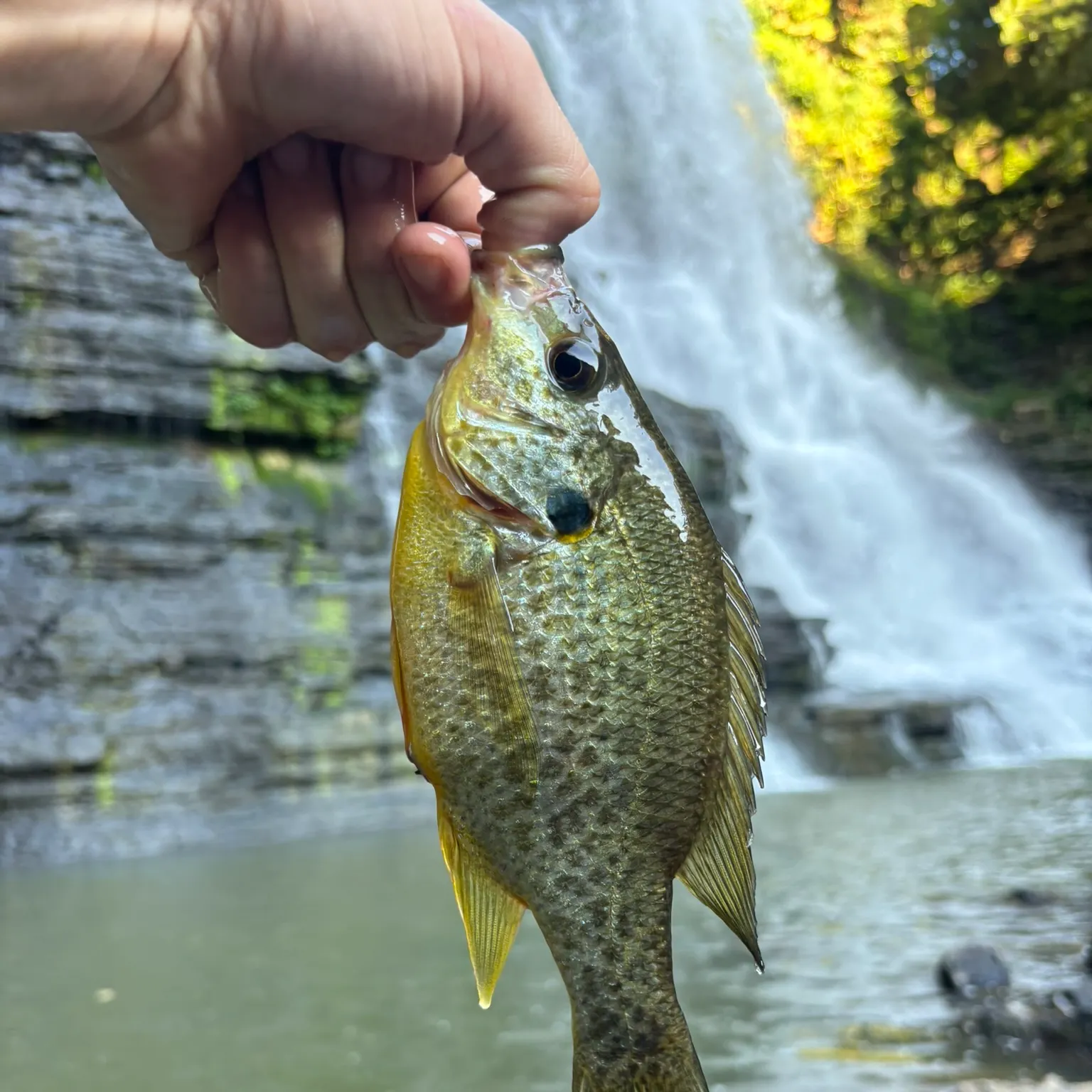 The most recent Common angelshark catches on Fishbrain