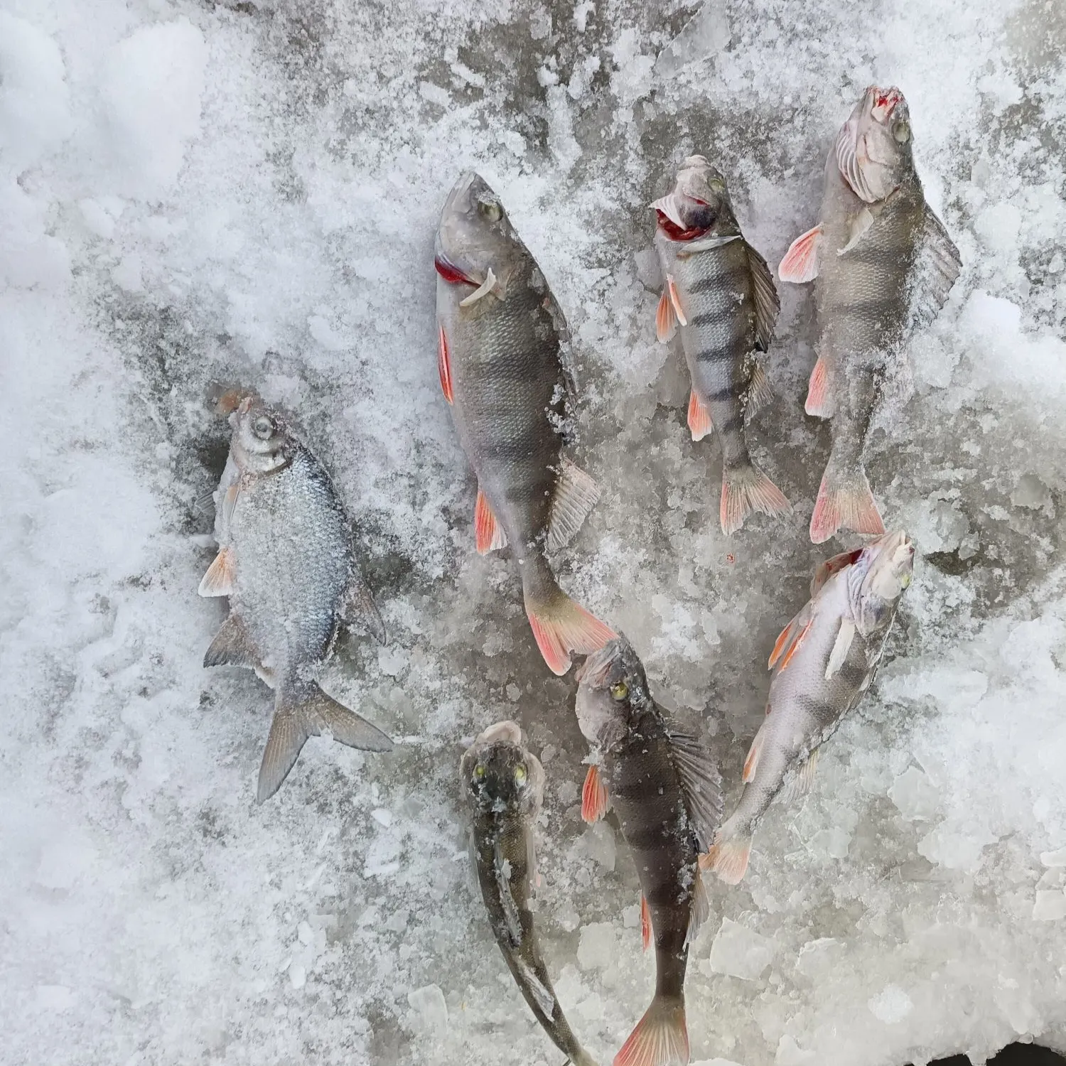 recently logged catches