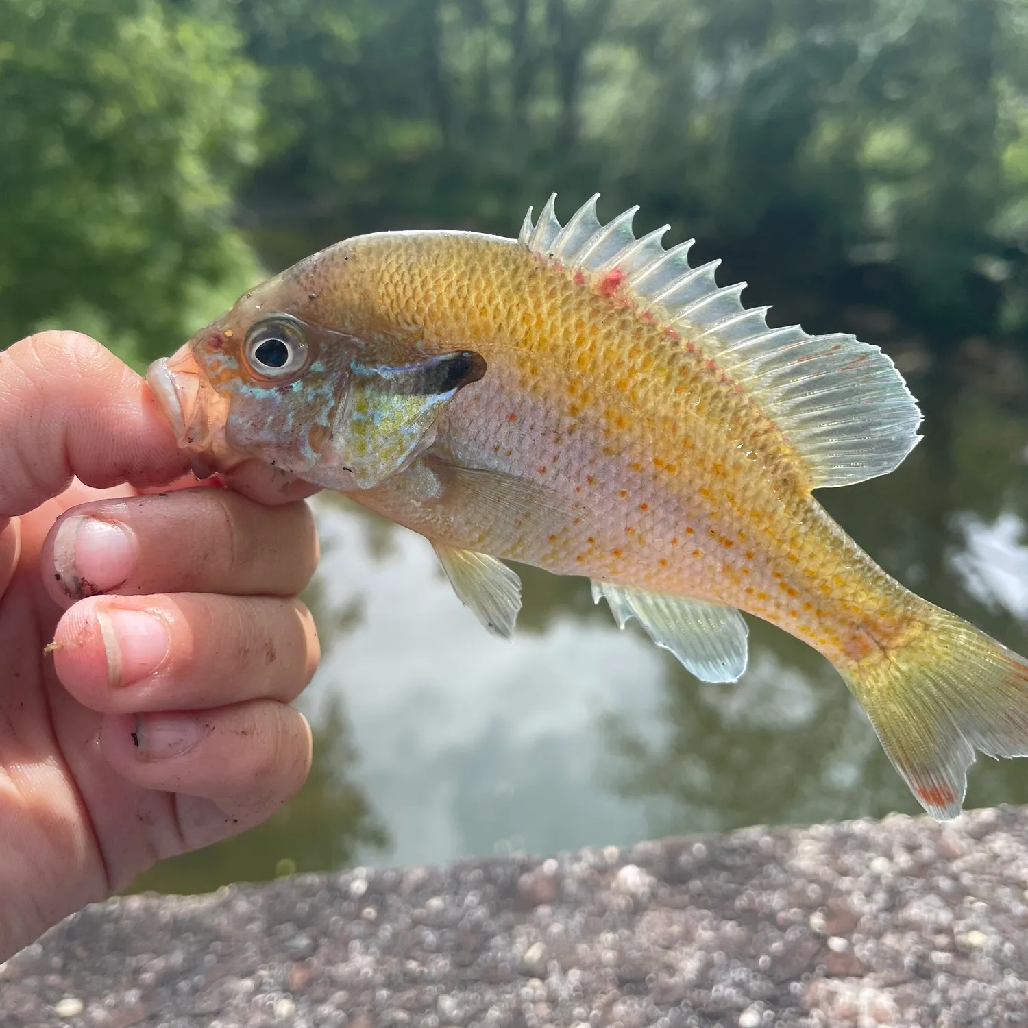 Redbreast sunfish caught on Fishbrain
