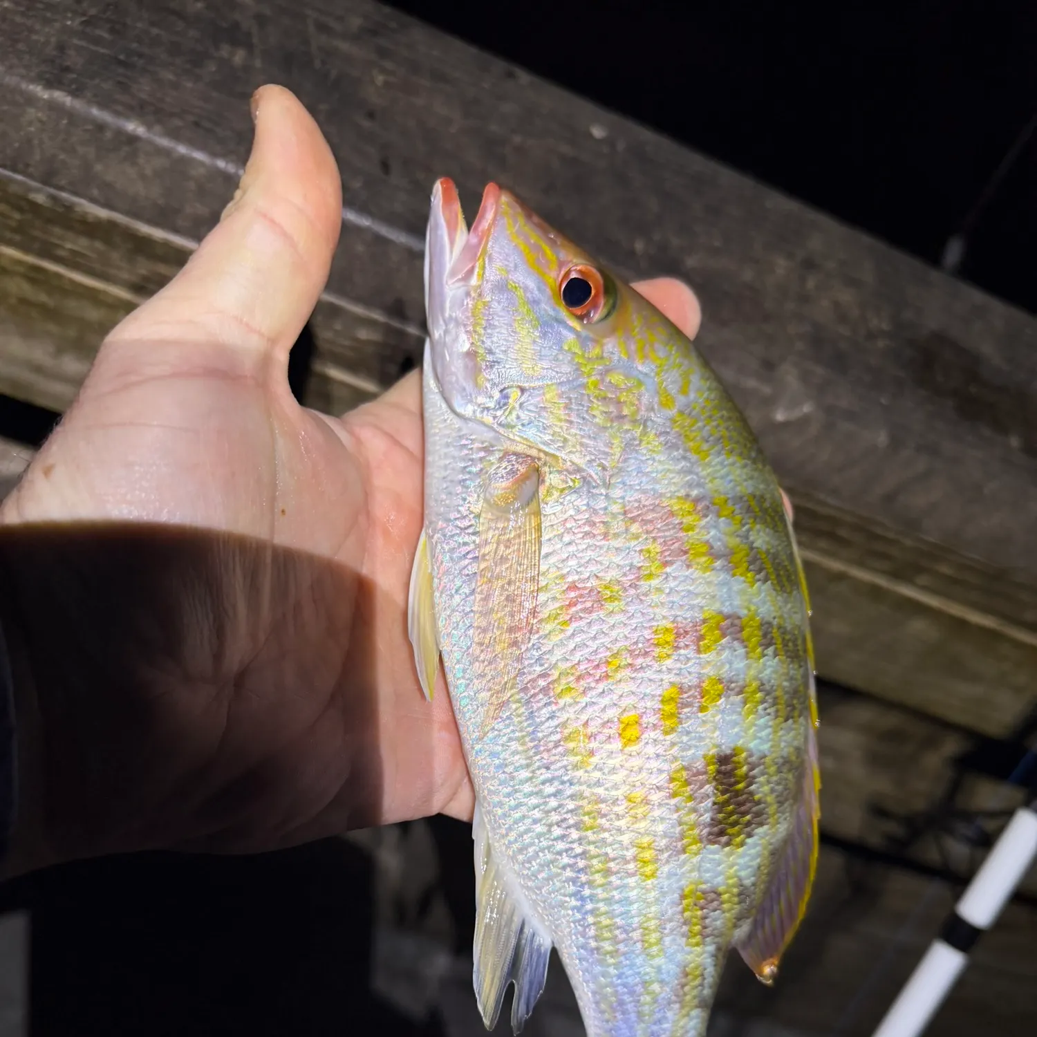 The most recent Lane snapper catches on Fishbrain