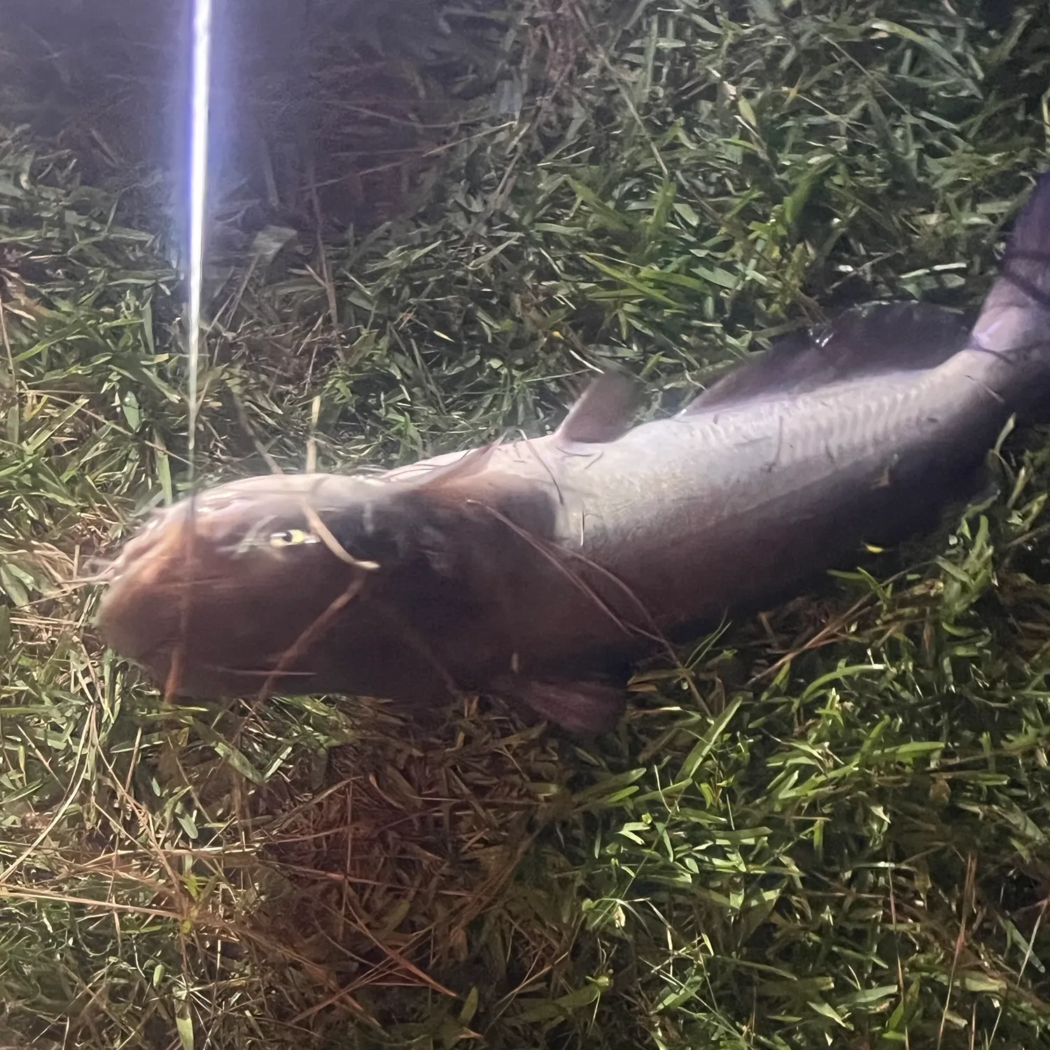 Blue catfish caught on Fishbrain