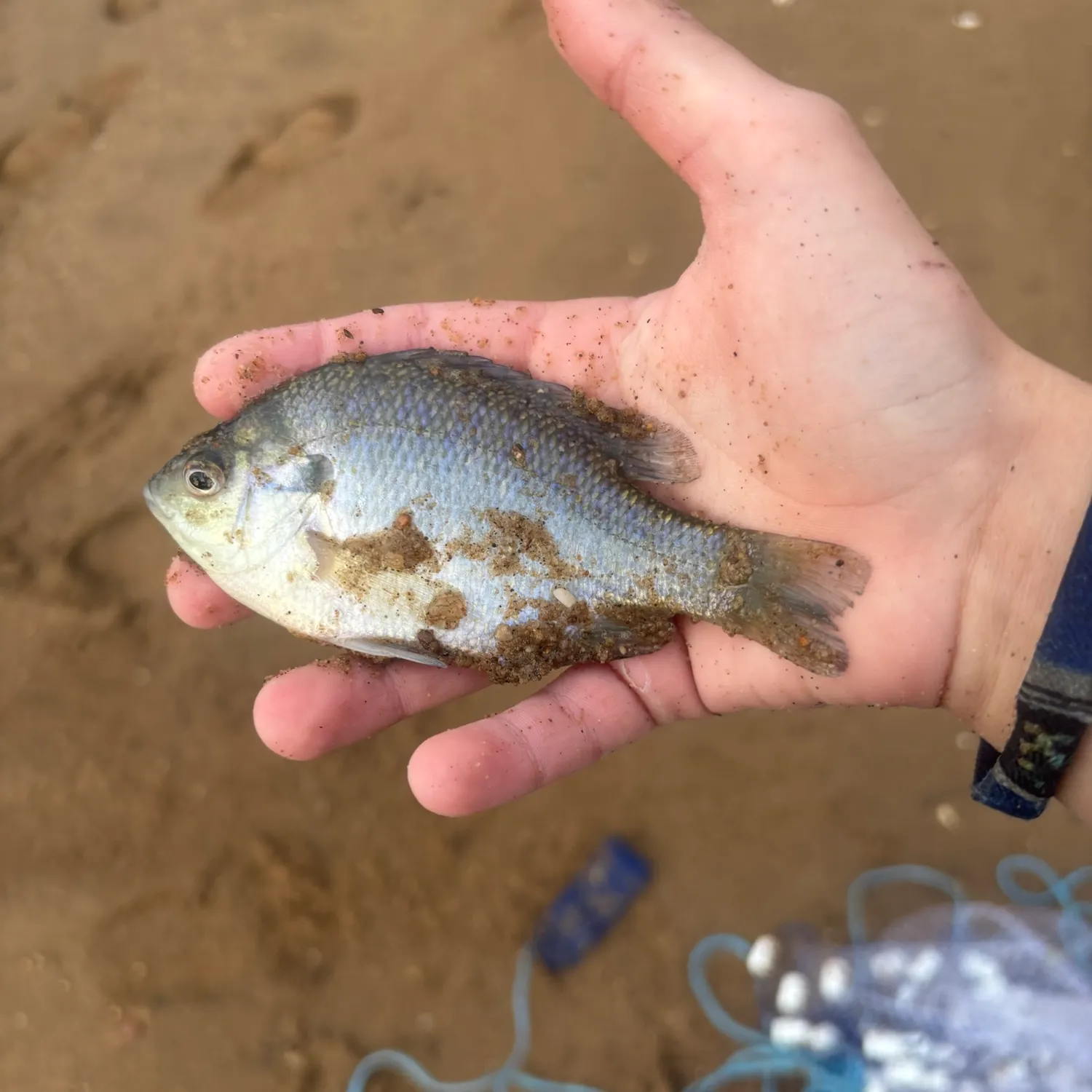 Bluegill caught on Fishbrain