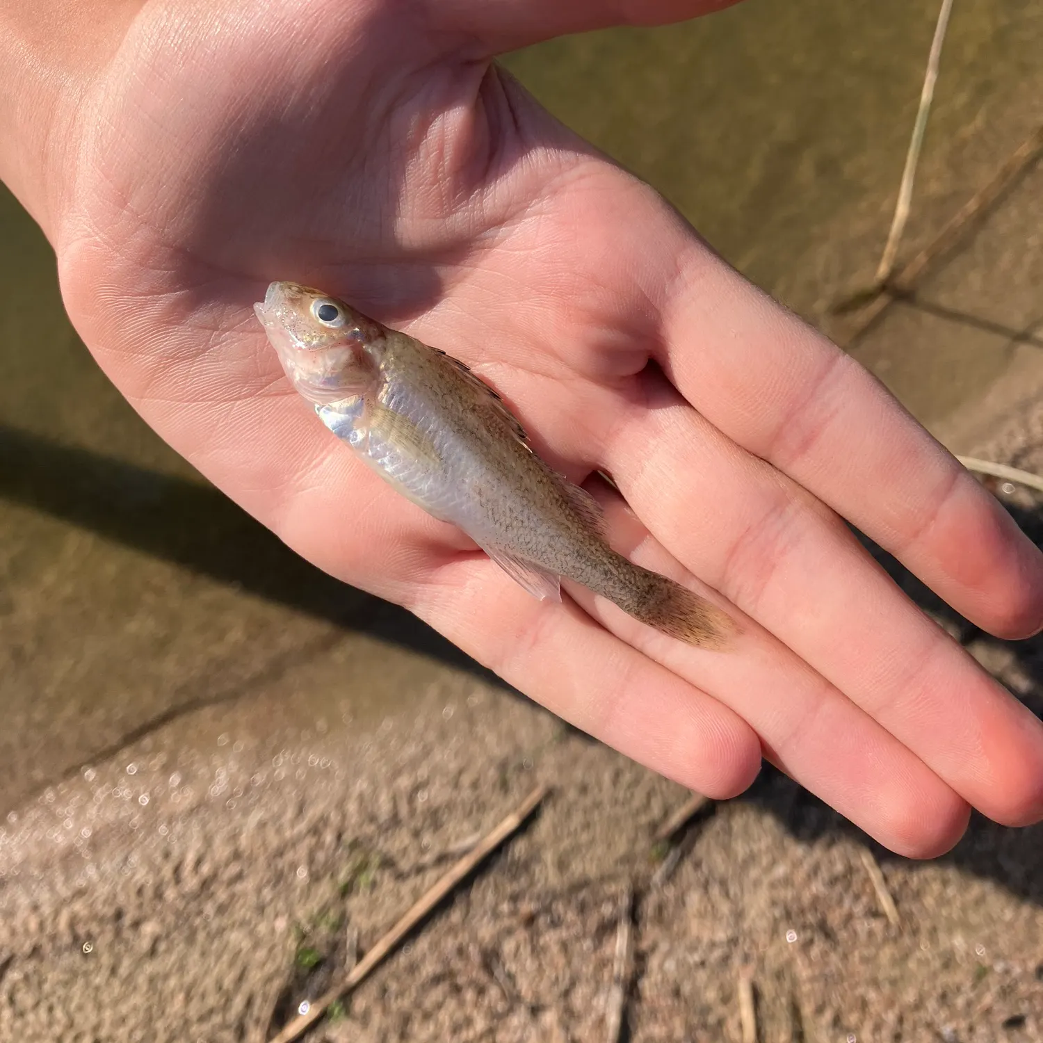Zander caught on Fishbrain