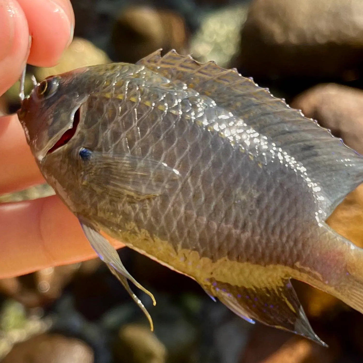 The most recent Yellowtail damselfish catches on Fishbrain