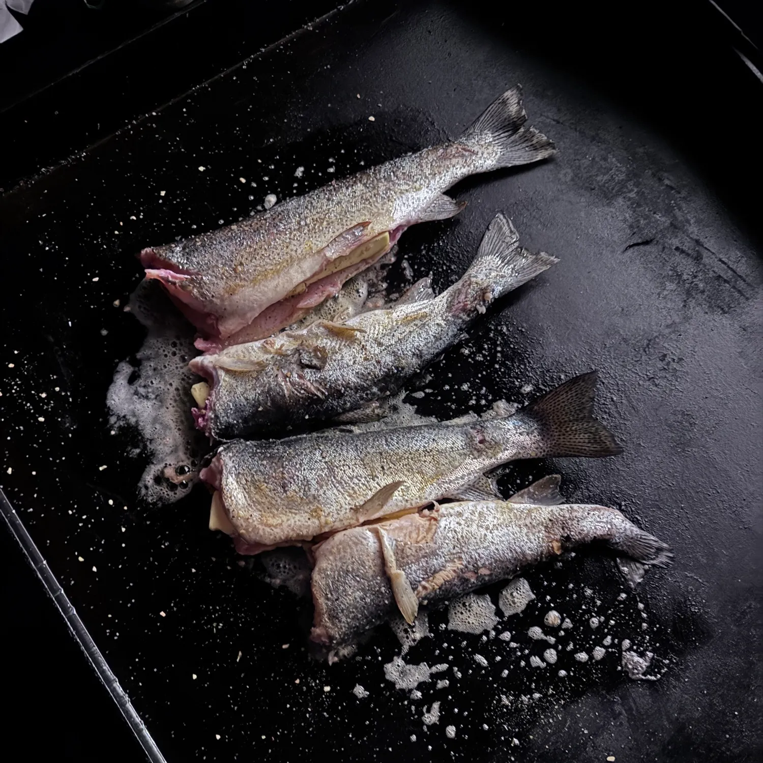 Rainbow trout caught on Fishbrain