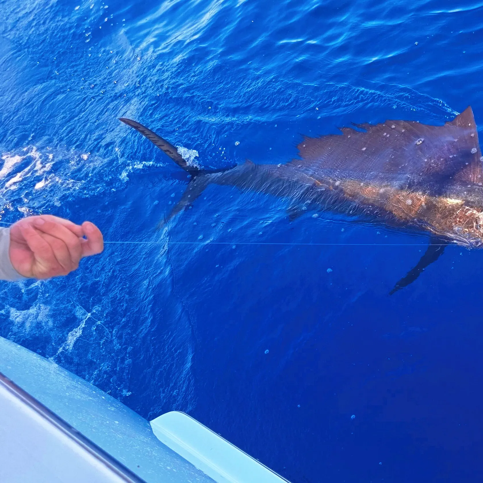 The most recent Atlantic sailfish catches on Fishbrain