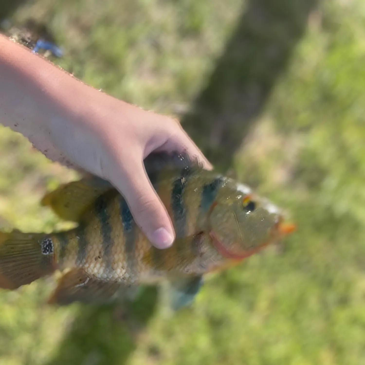 Mayan cichlid caught on Fishbrain