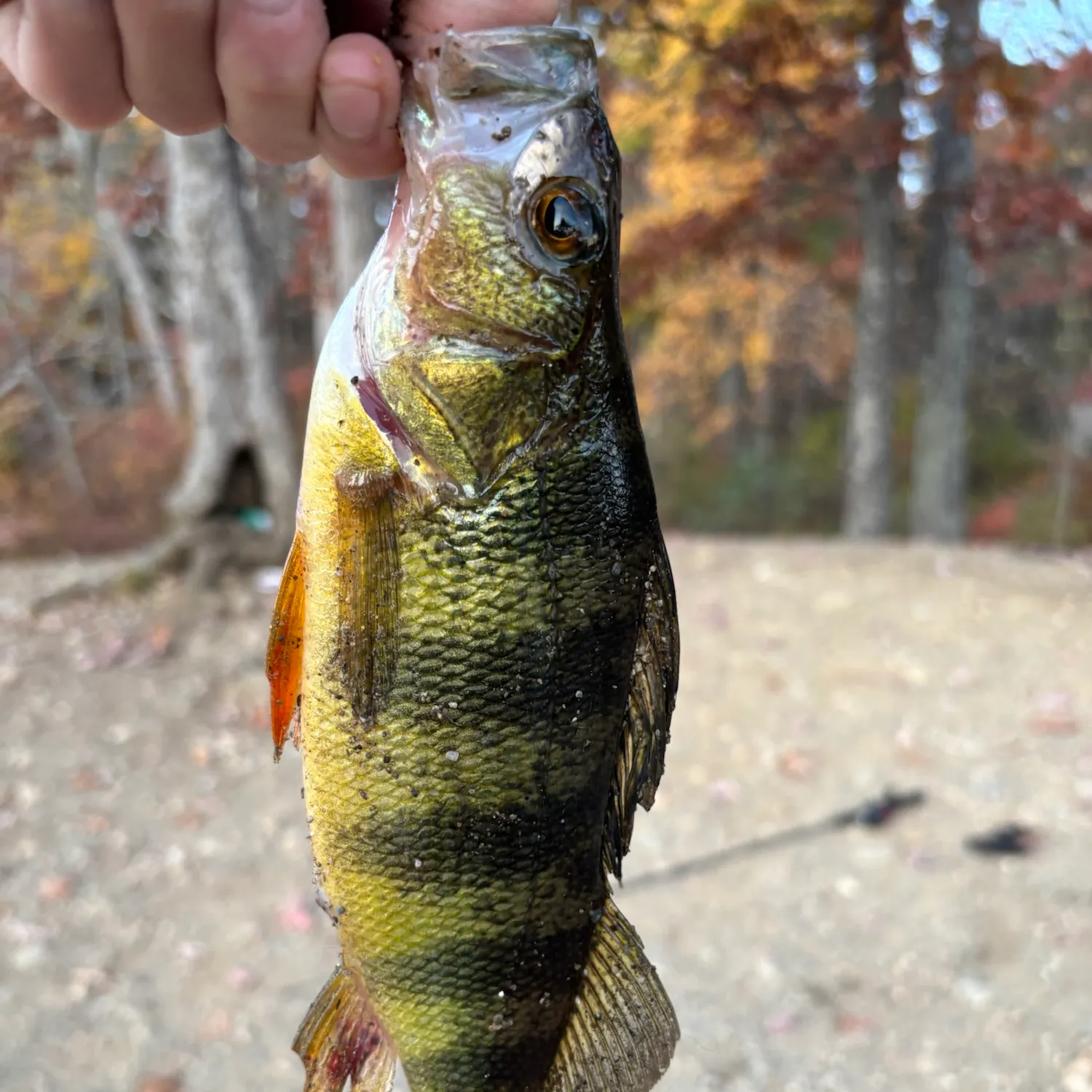 Yellow perch caught on Fishbrain