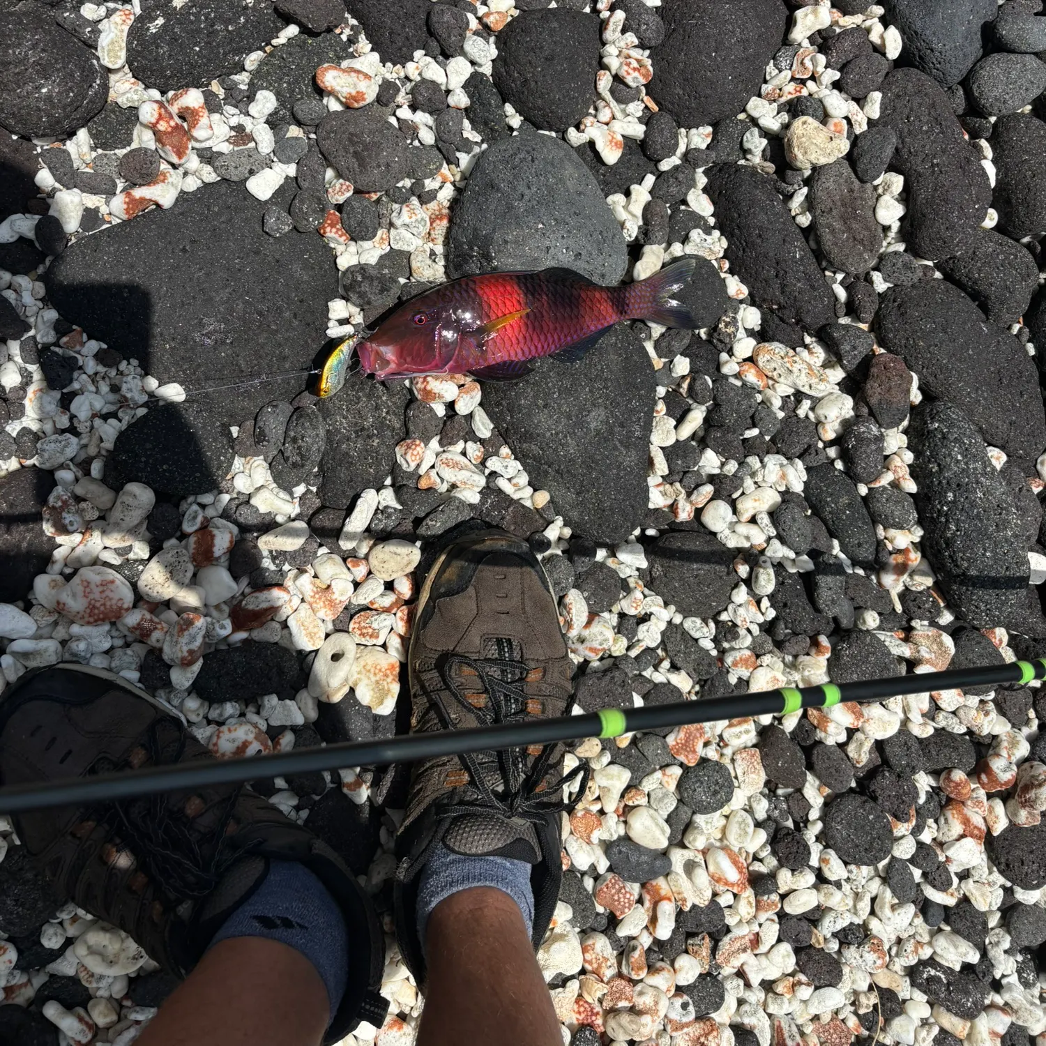 The most popular recent Manybar goatfish catch on Fishbrain
