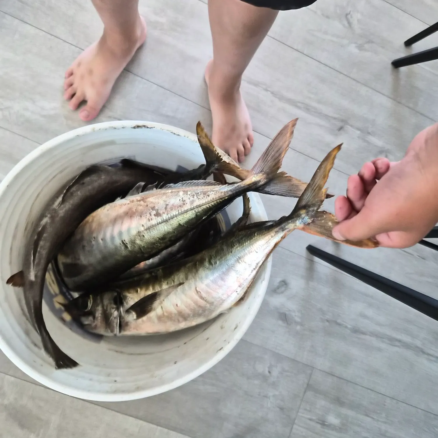 The most recent Pacific jack mackerel catches on Fishbrain