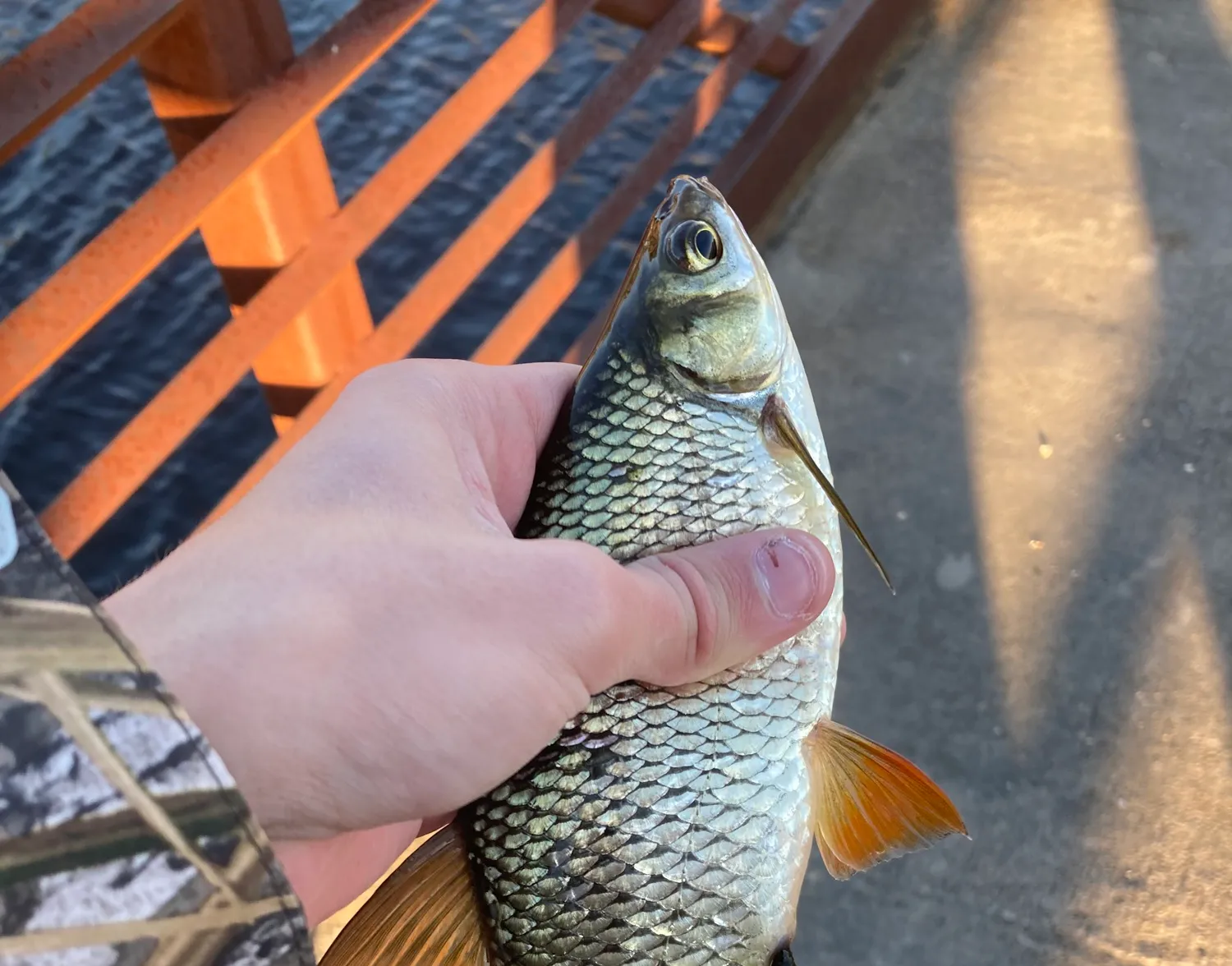 Golden shiner