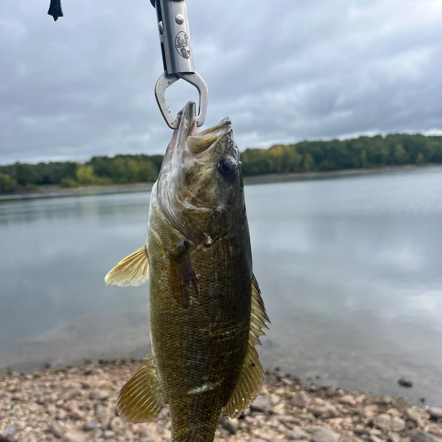 Smallmouth bass caught on Fishbrain