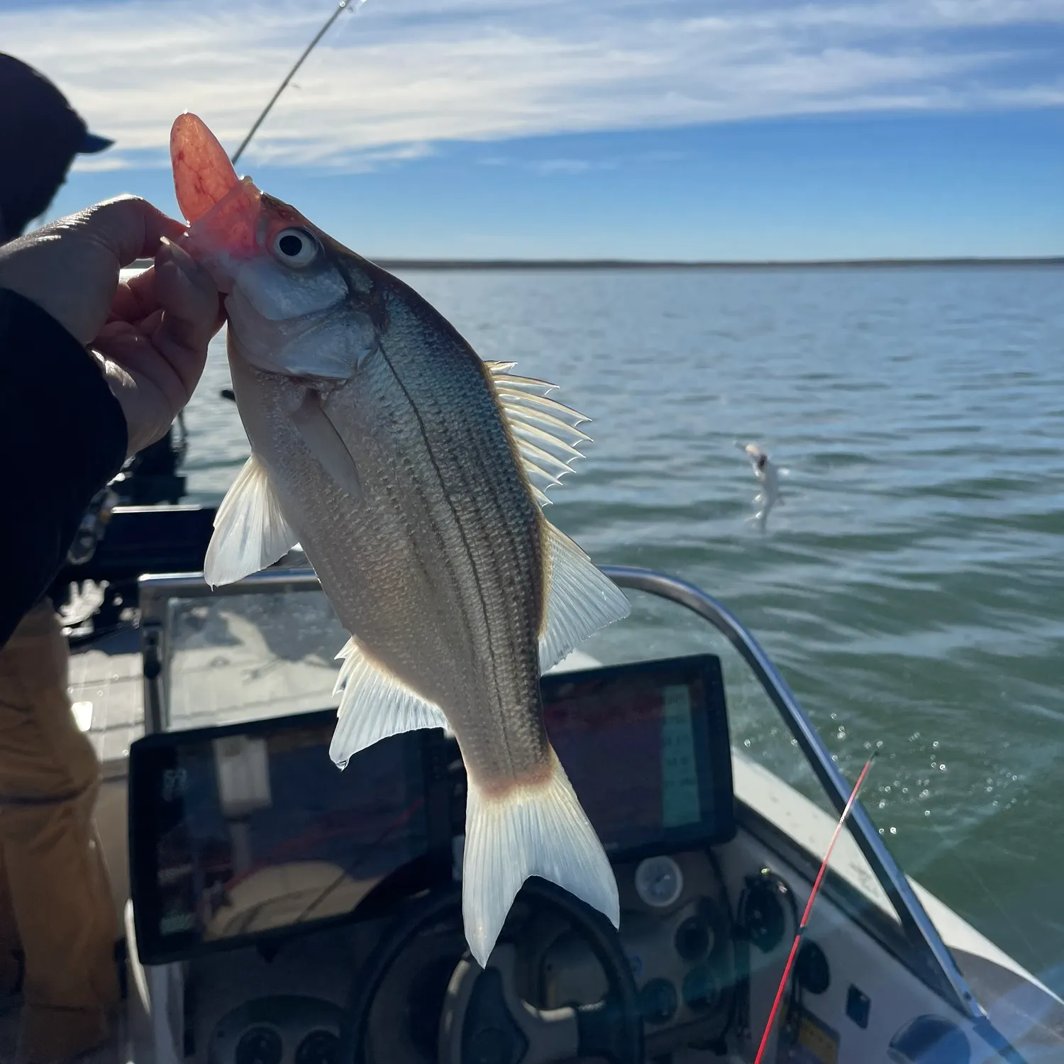 The most recent White bass catches on Fishbrain
