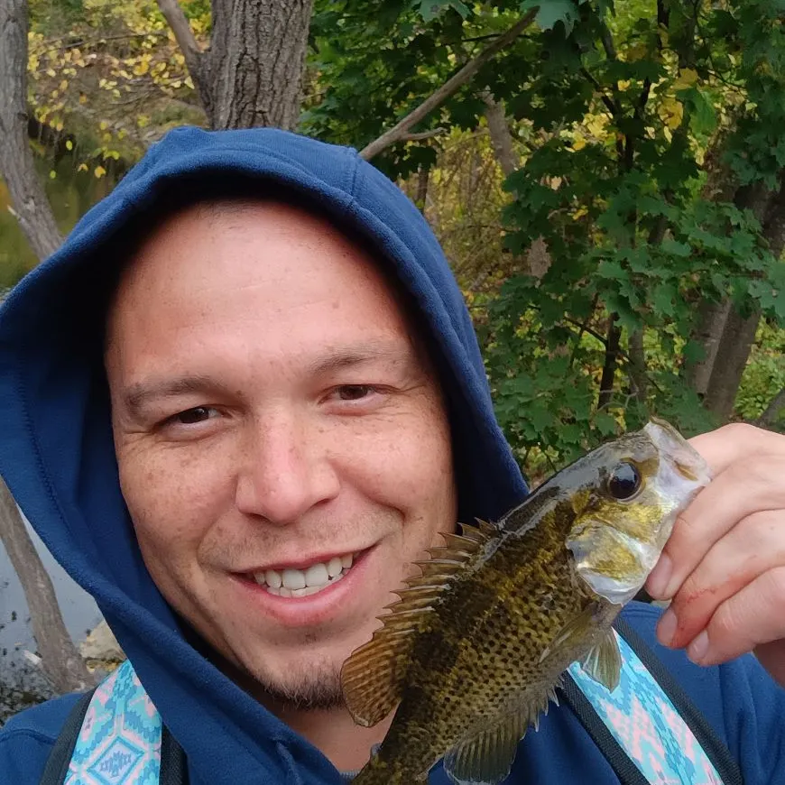 Rock bass caught on Fishbrain
