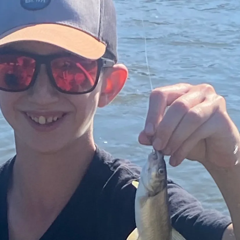 Northern pikeminnow caught on Fishbrain