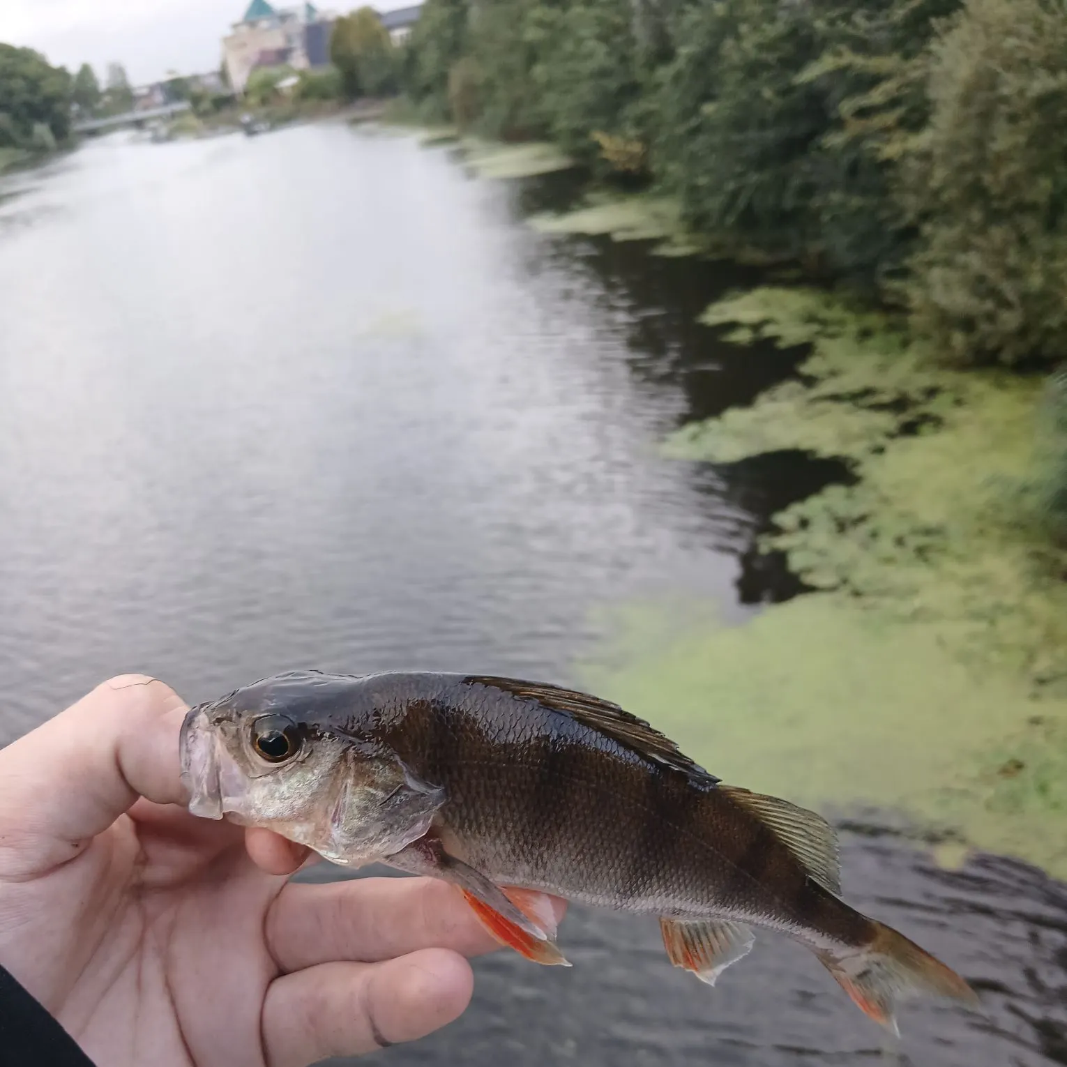 European perch caught on Fishbrain
