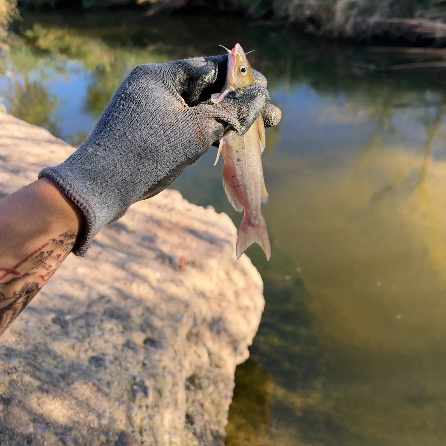 Channel catfish caught on Fishbrain