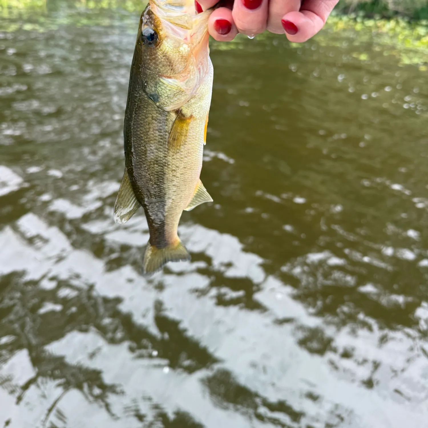 Largemouth bass caught on Fishbrain