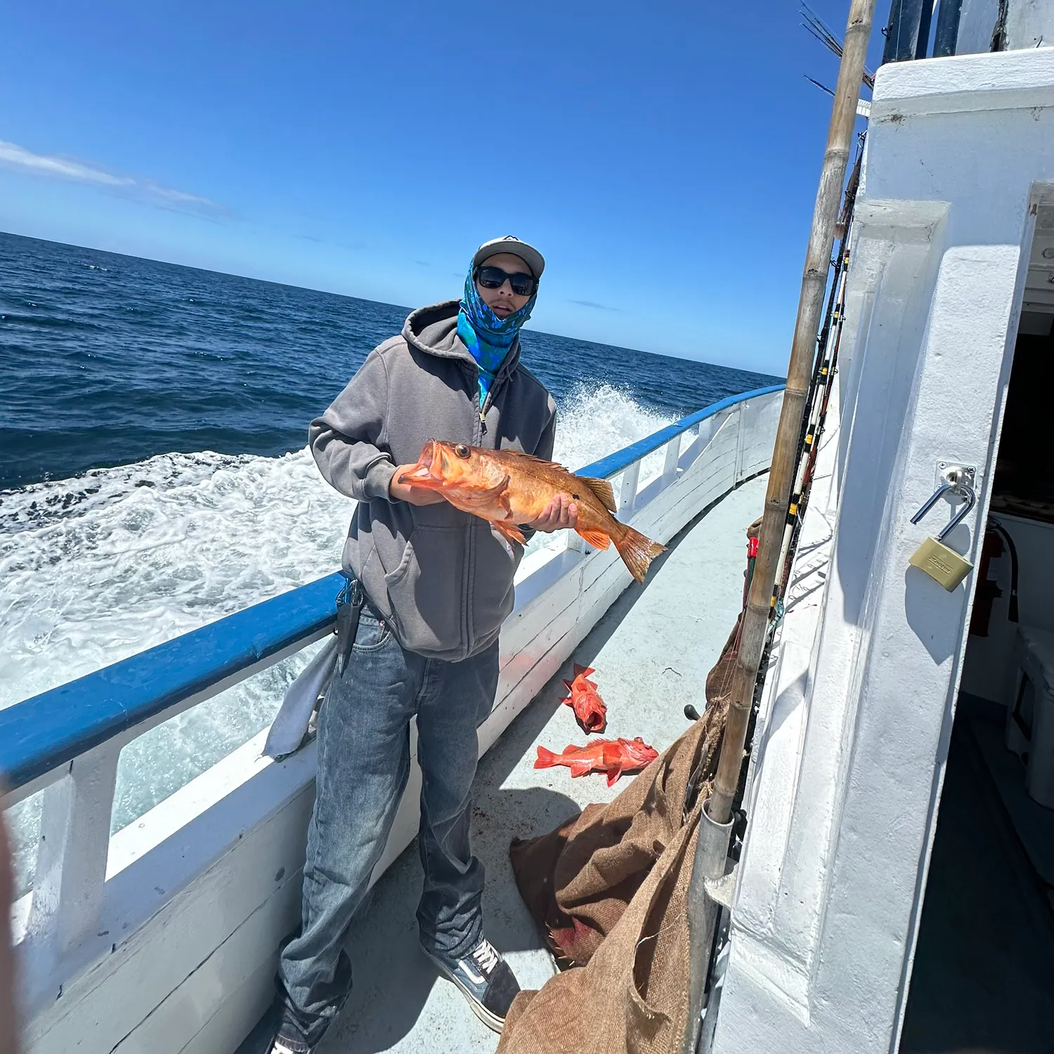 The most recent Bocaccio rockfish catches on Fishbrain