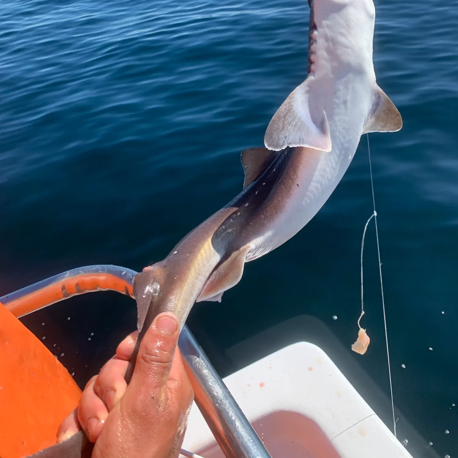 The most recent Piked dogfish catches on Fishbrain