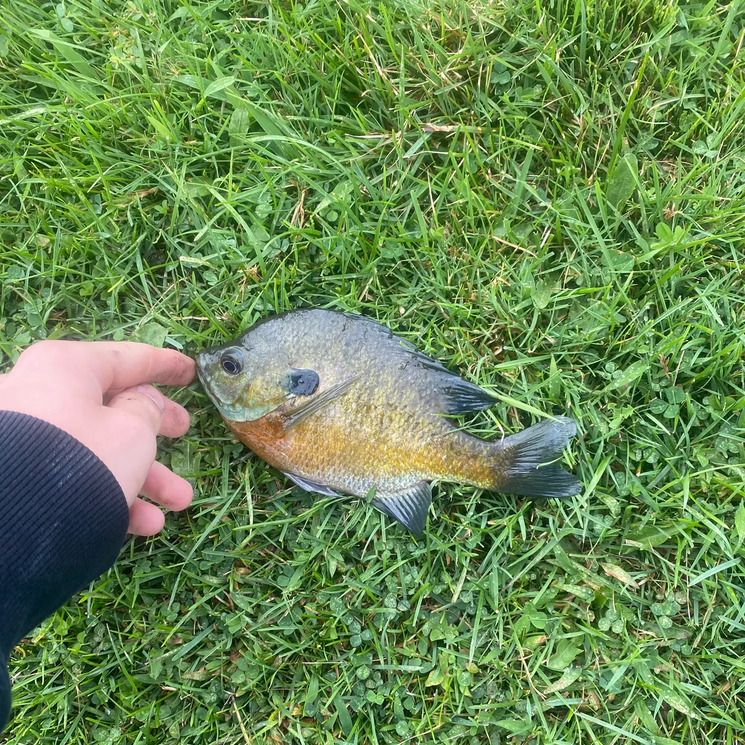 Bluegill caught on Fishbrain