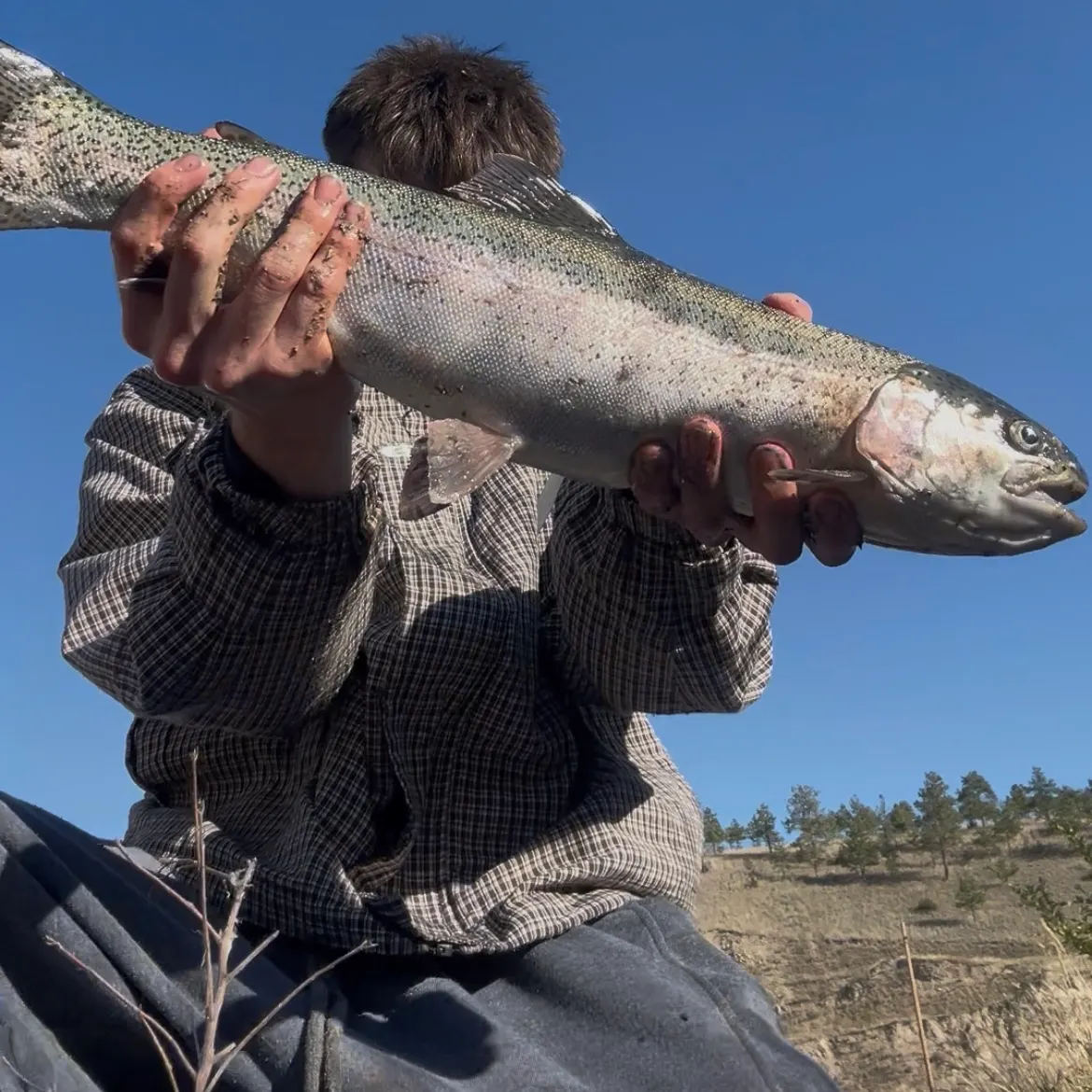 Rainbow trout caught on Fishbrain