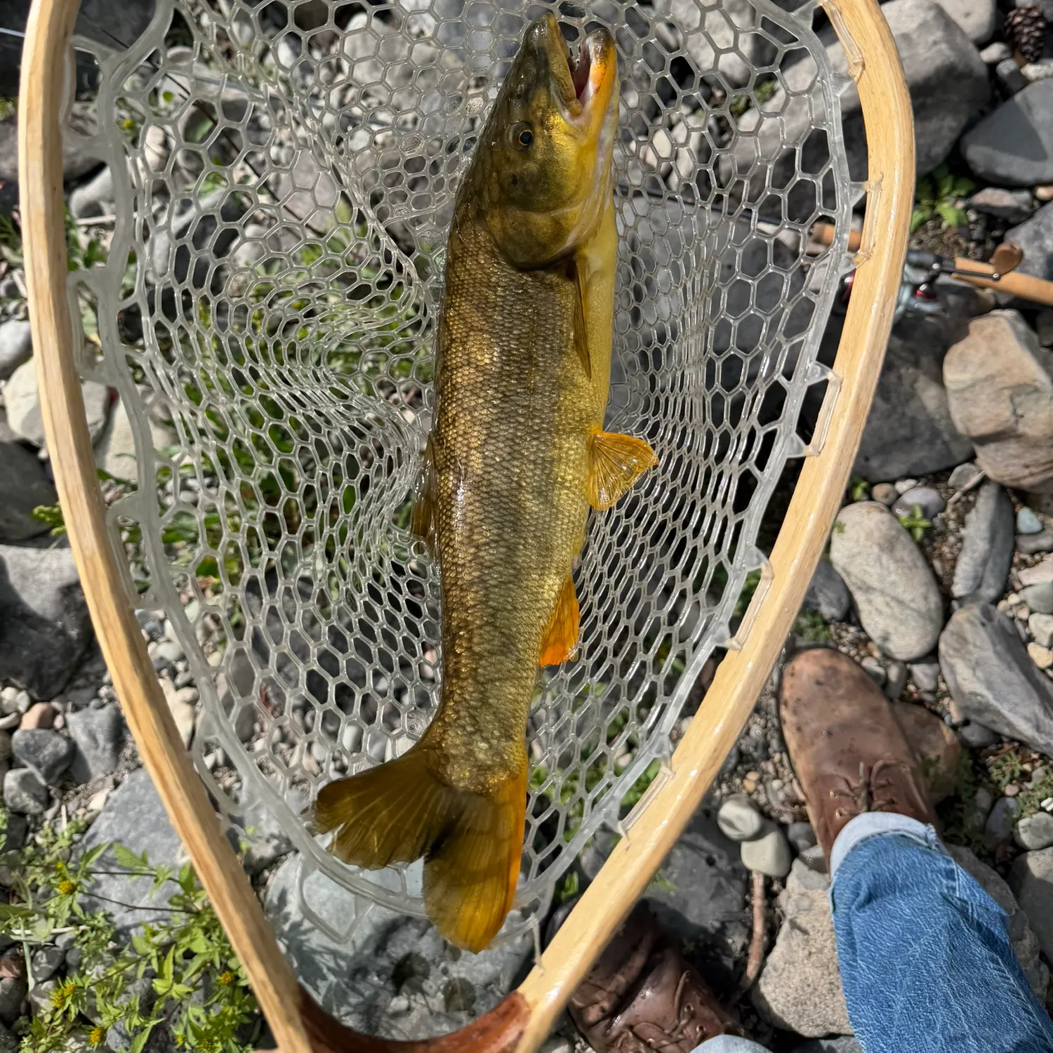 Northern pikeminnow caught on Fishbrain