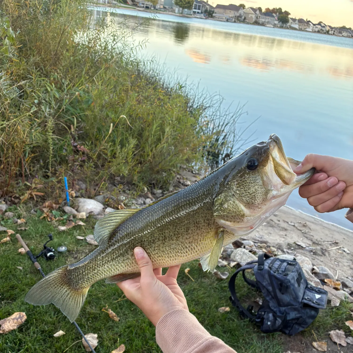Largemouth bass caught on Fishbrain