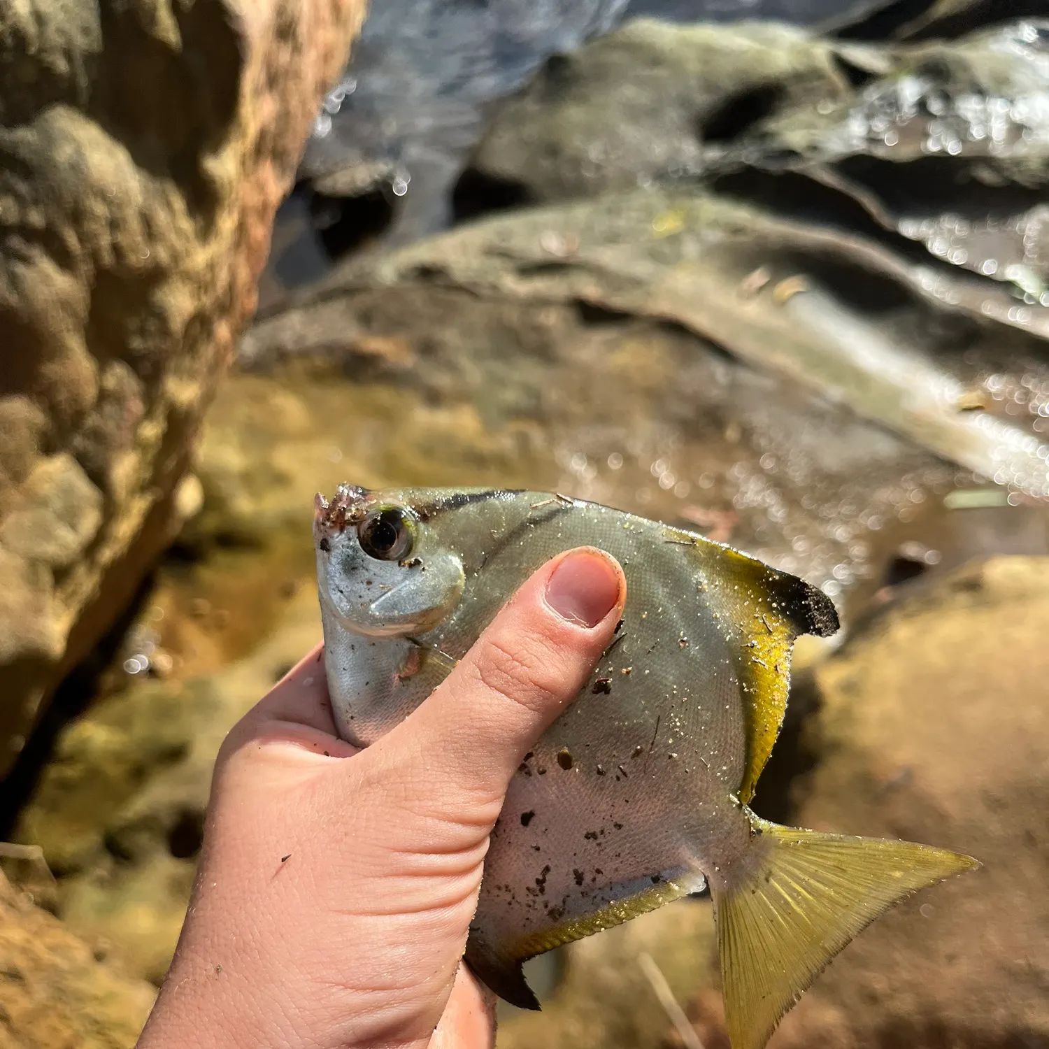 The most recent Silver moony catches on Fishbrain