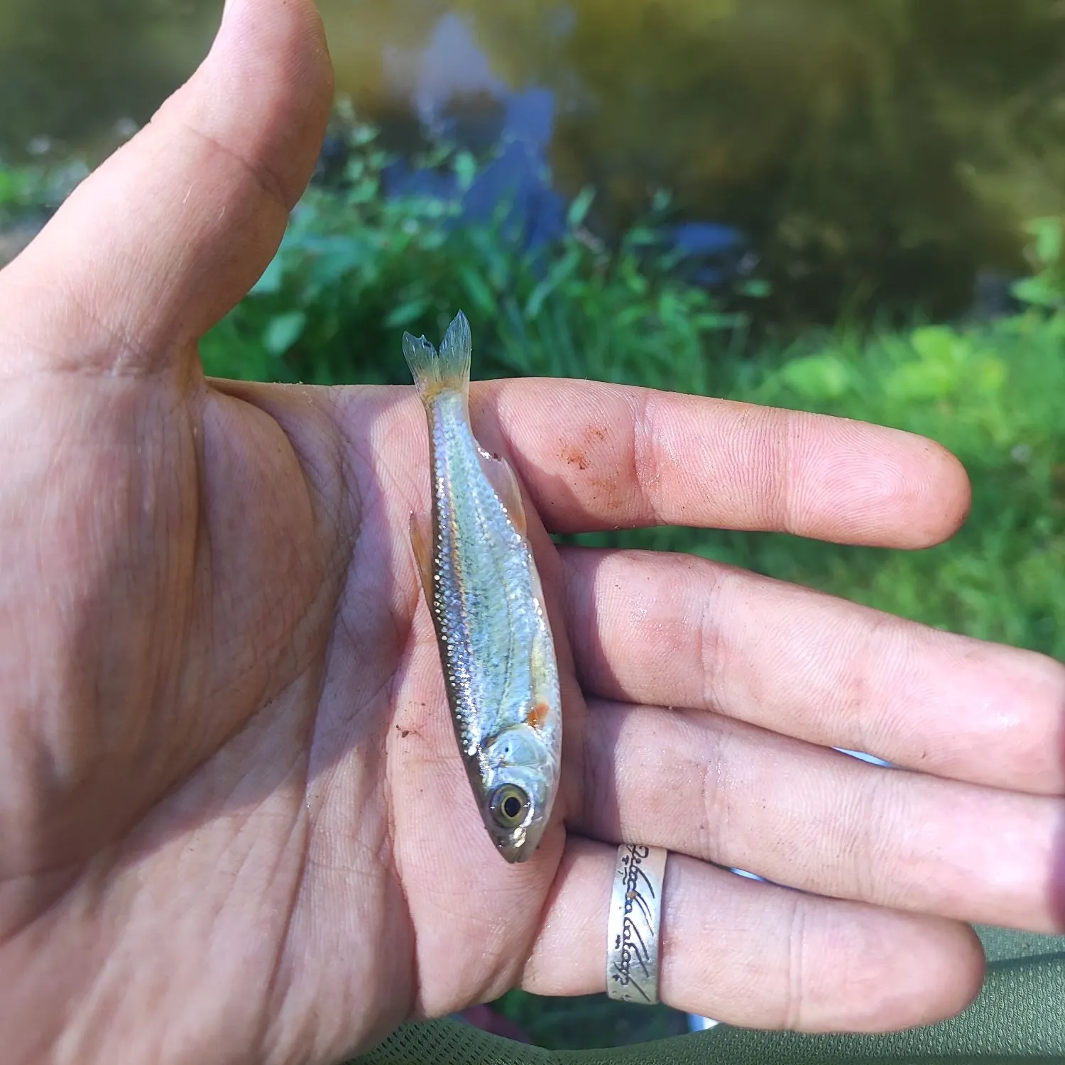 The most recent Vairone catches on Fishbrain