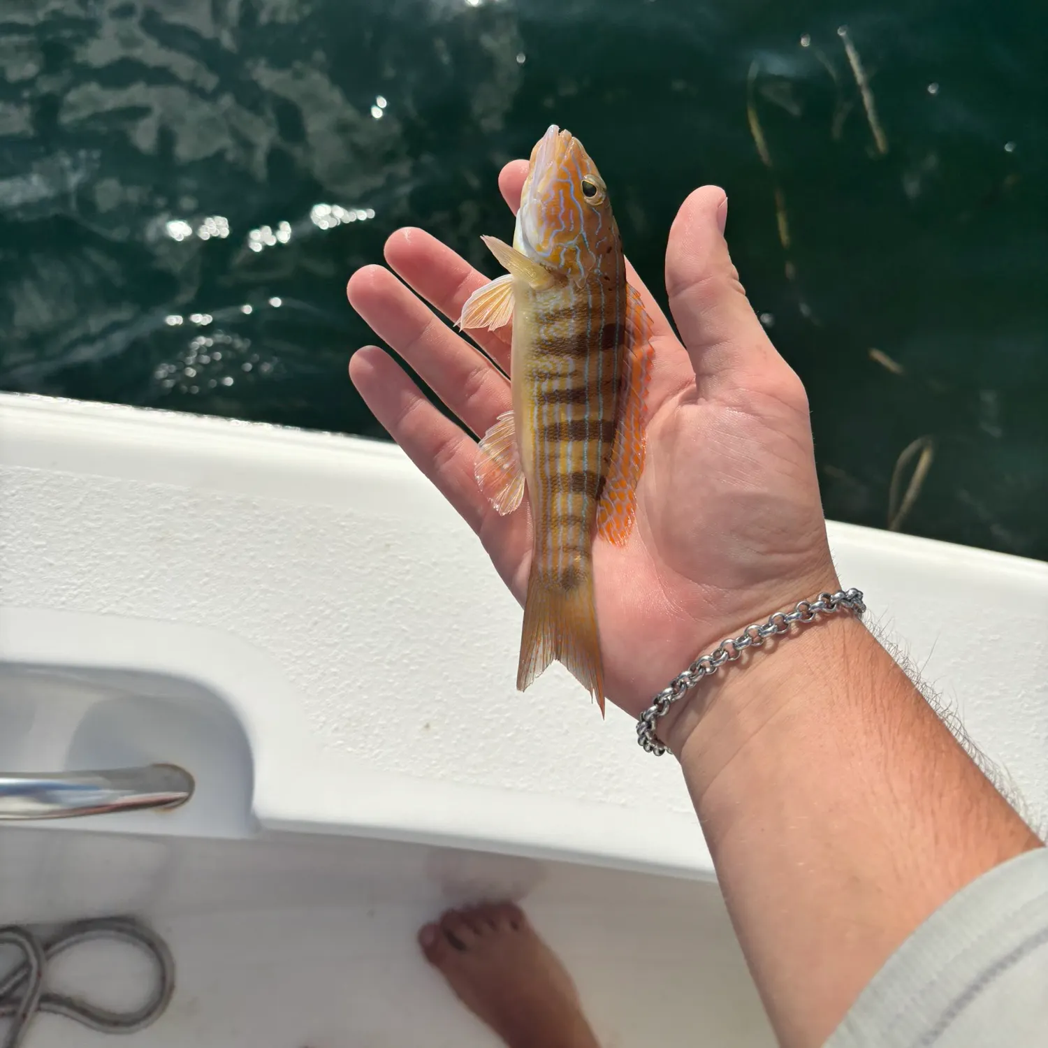 The most recent Red lizard fish catches on Fishbrain