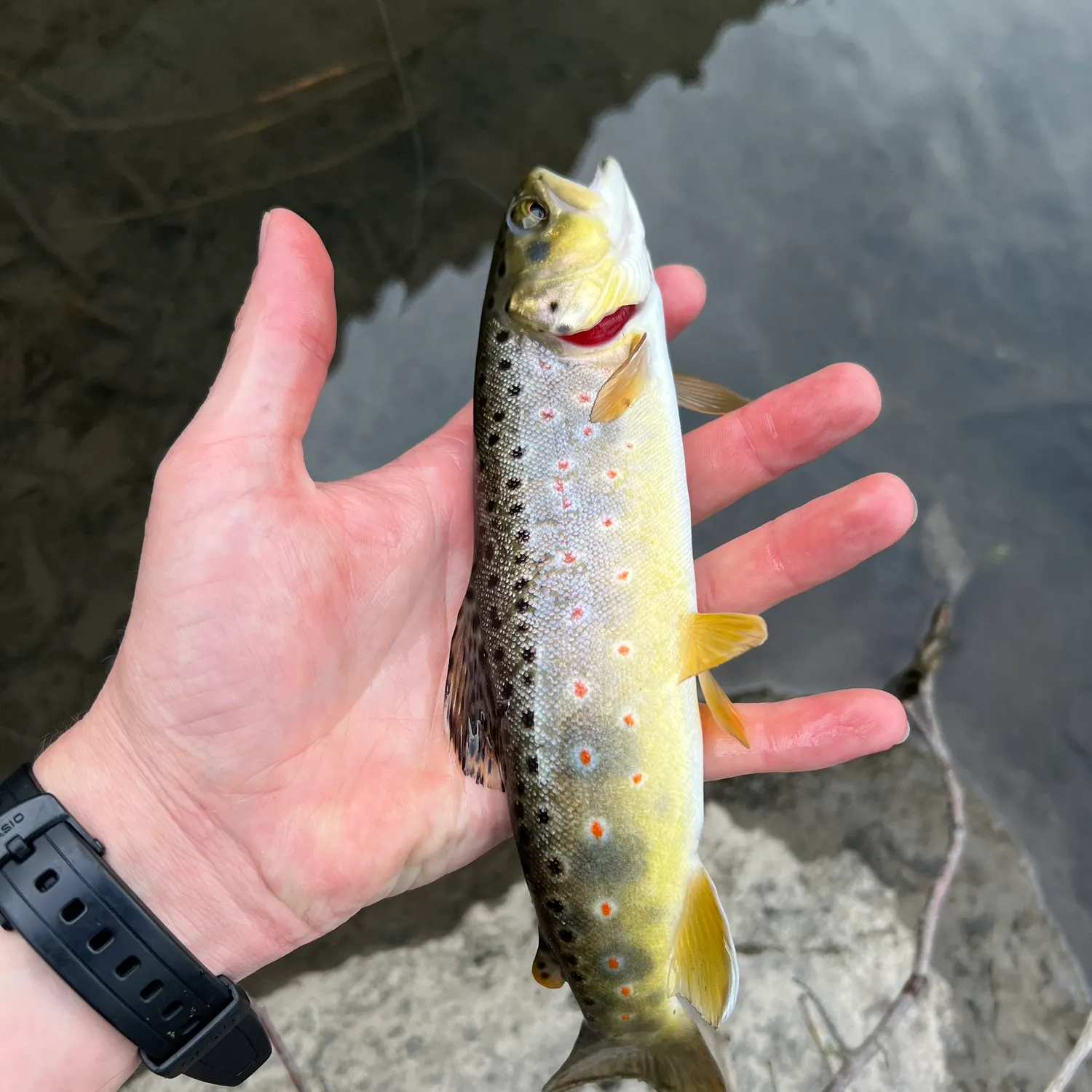 catch