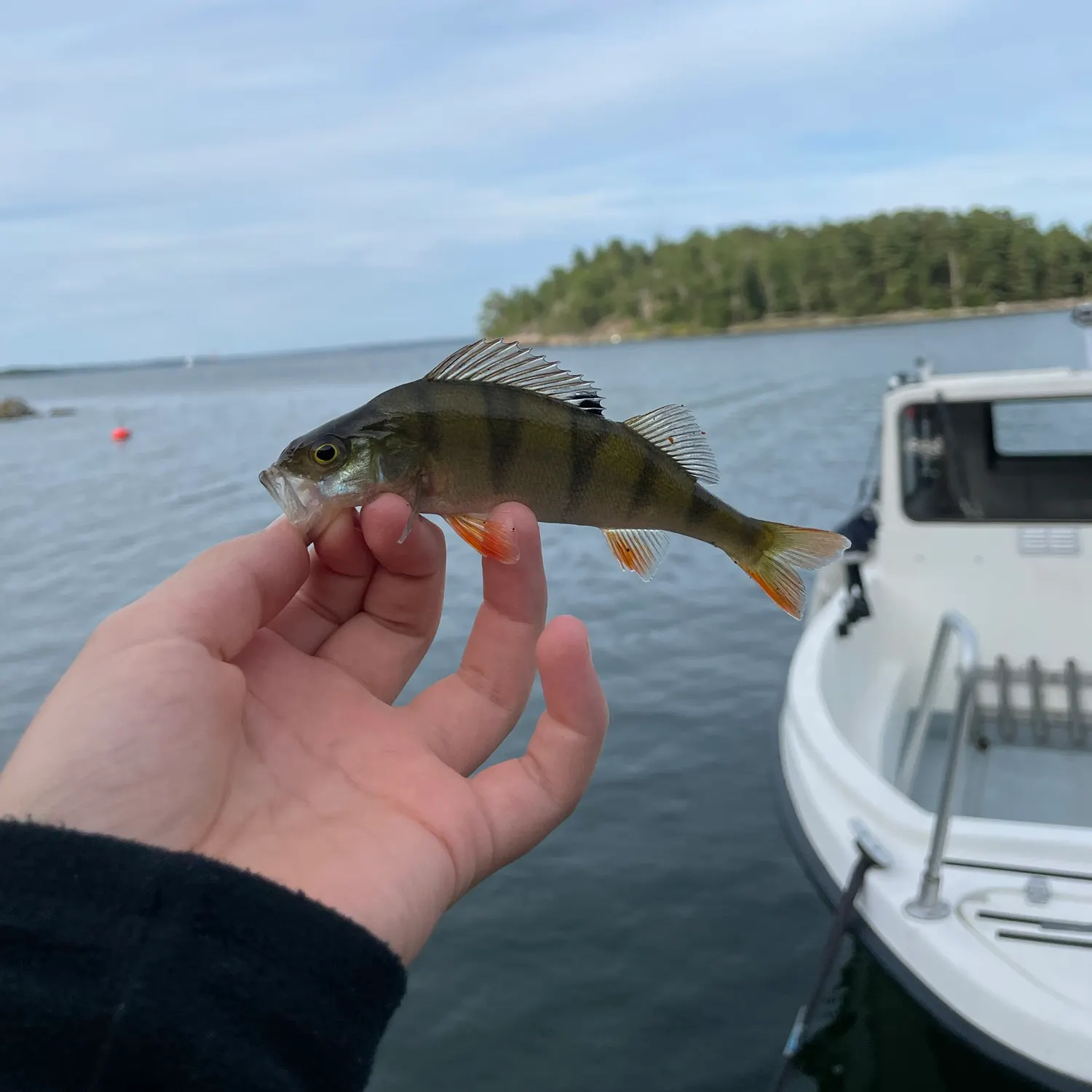 European perch caught on Fishbrain