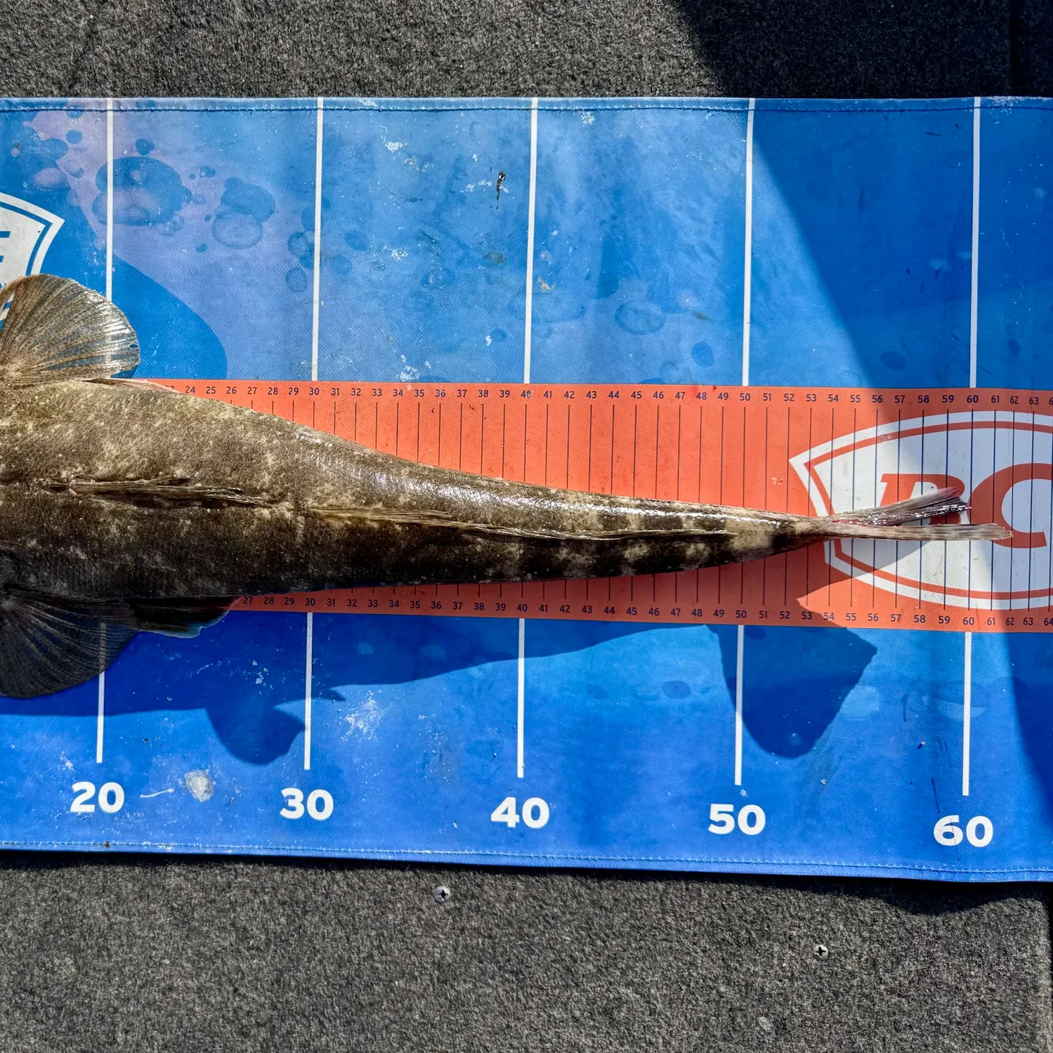 Dusky flathead caught on Fishbrain