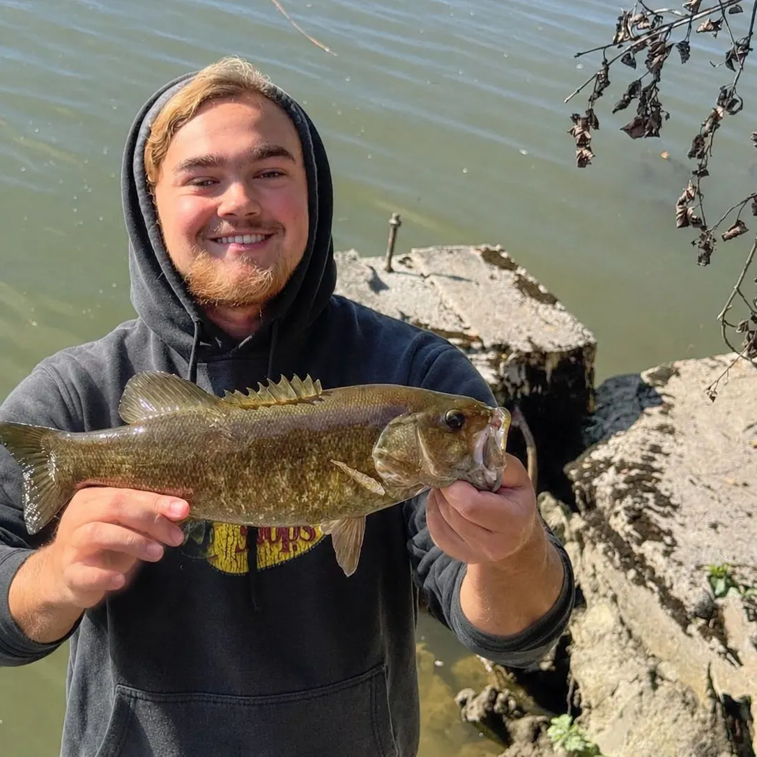 Smallmouth bass caught on Fishbrain