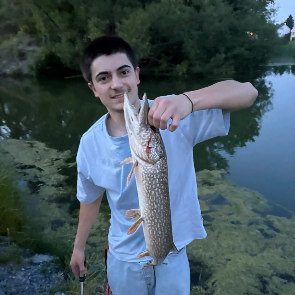 The most recent Northern pike catches on Fishbrain