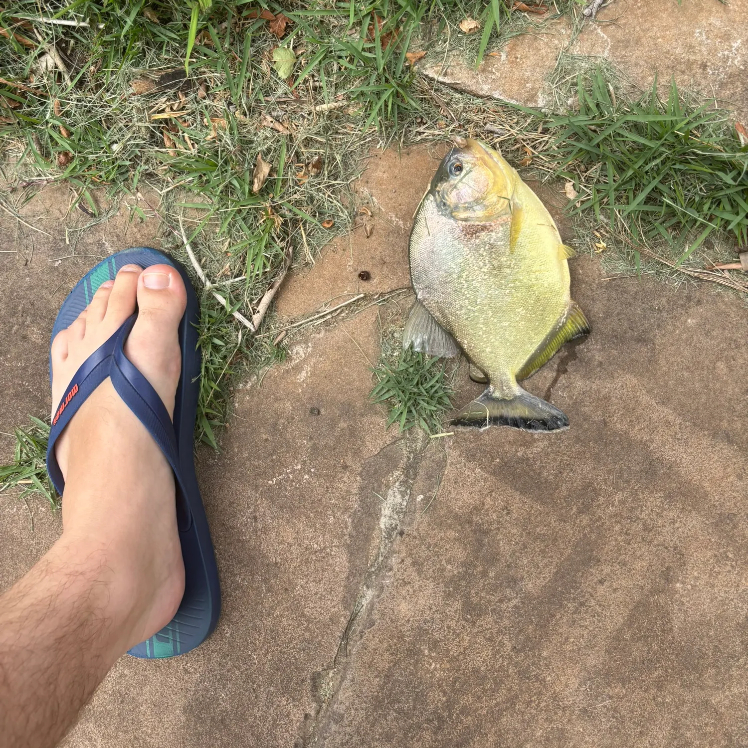 The most recent San Francisco piranha catches on Fishbrain