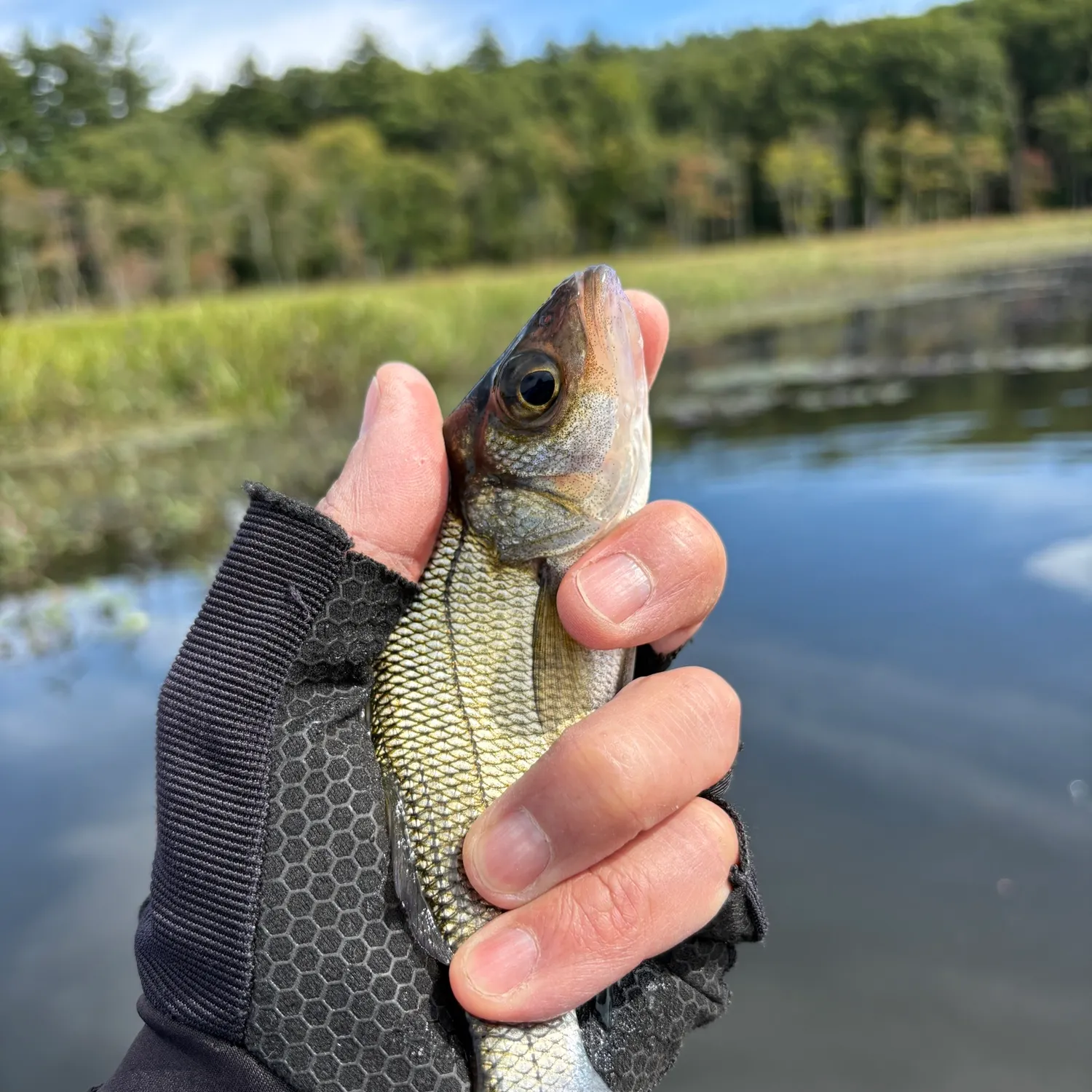 White perch caught on Fishbrain