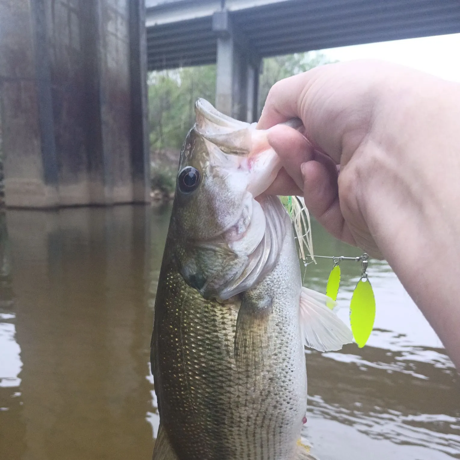 The most recent Alabama bass catches on Fishbrain