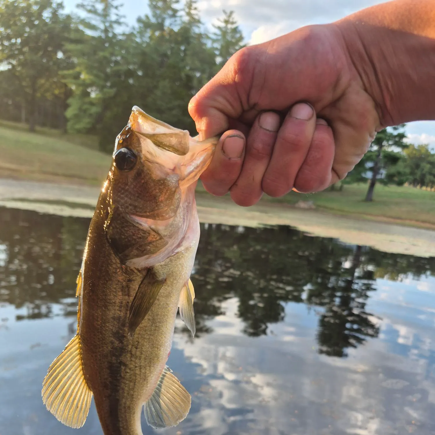 The most recent Suwannee bass catches on Fishbrain