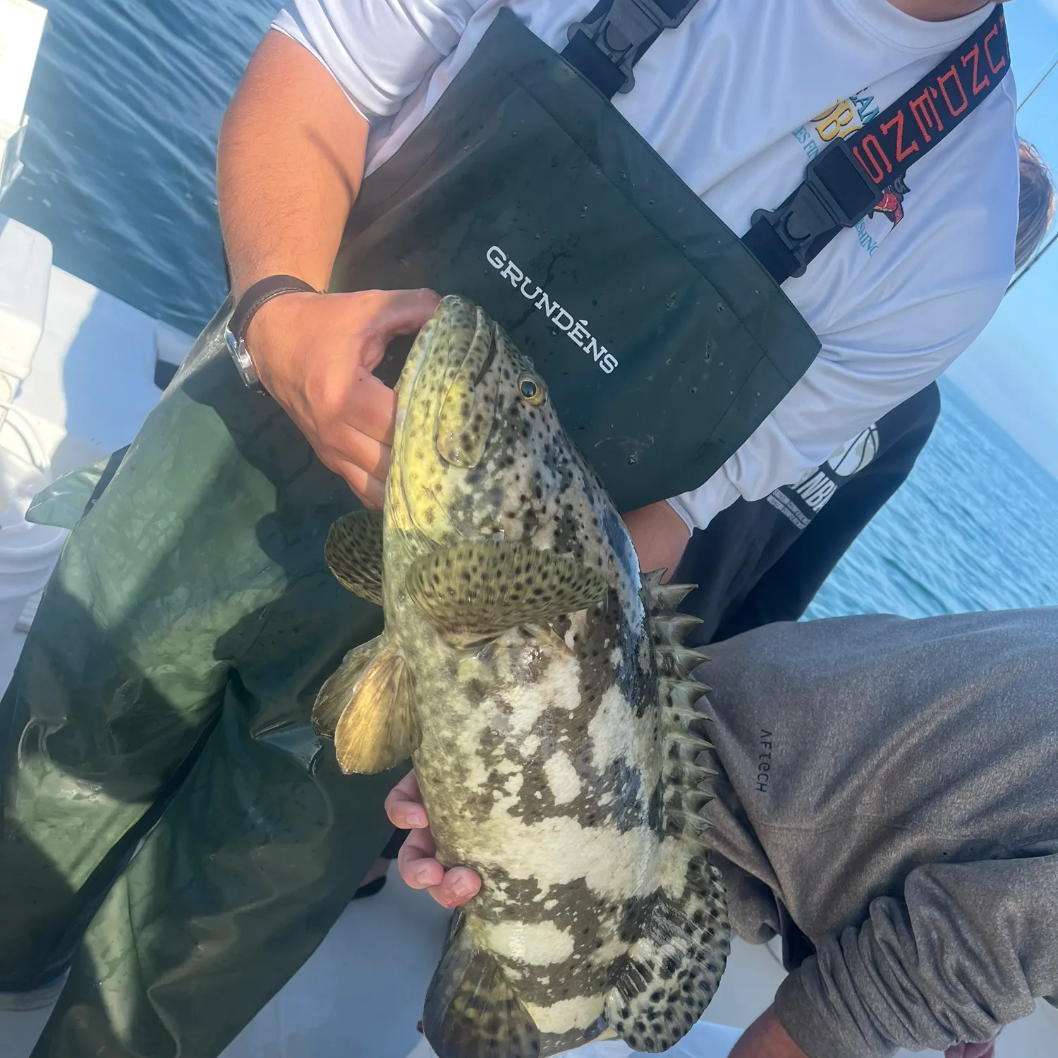 The most recent Atlantic goliath grouper catches on Fishbrain