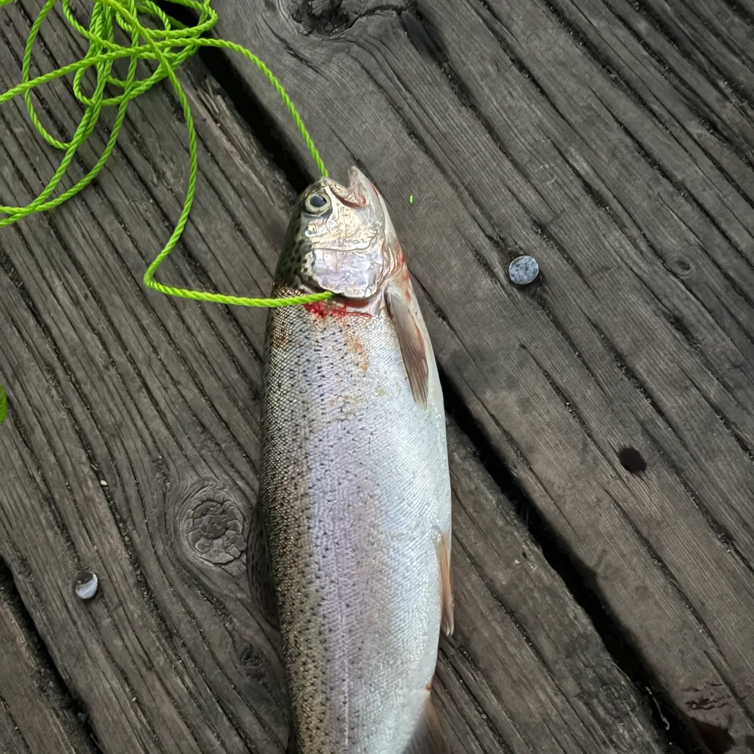 Rainbow trout caught on Fishbrain