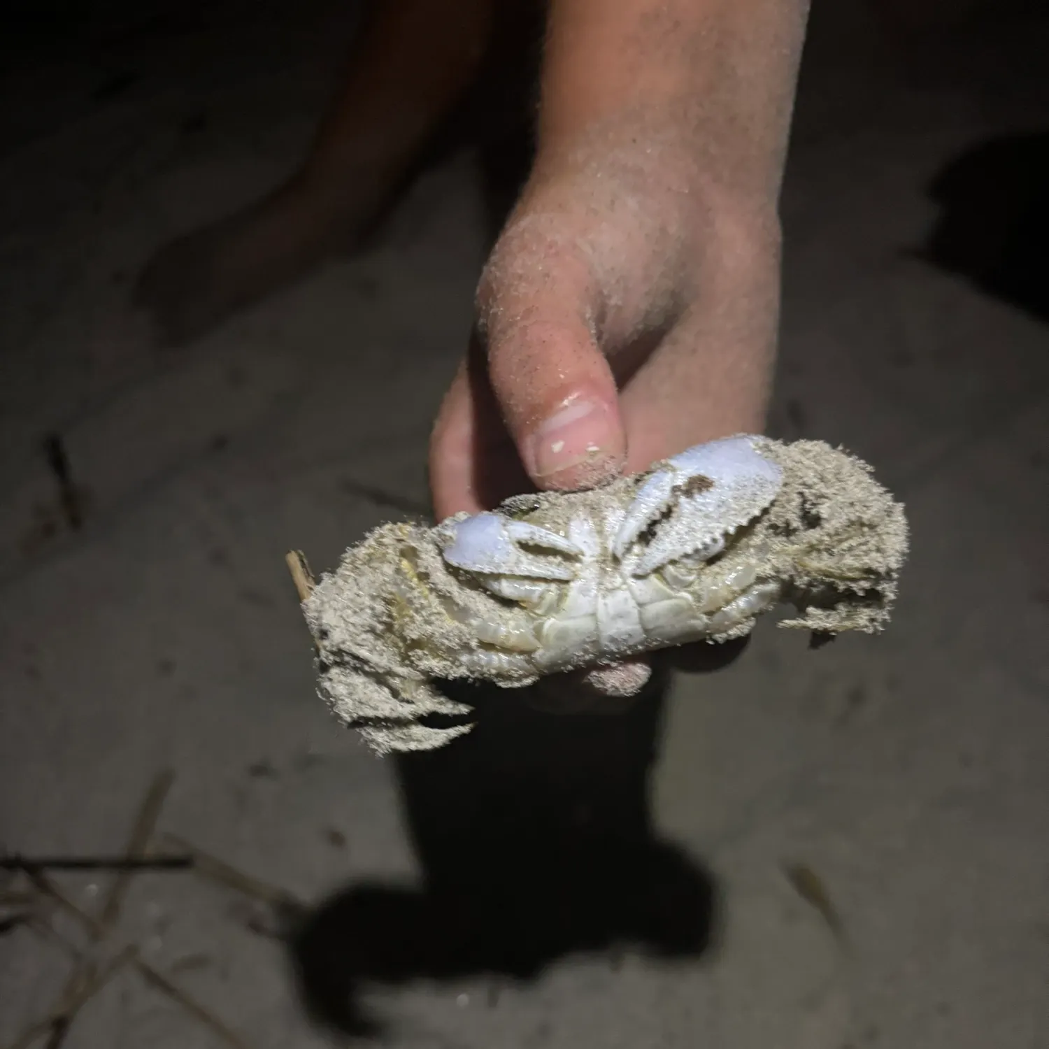 The most recent Florida stone crab catches on Fishbrain