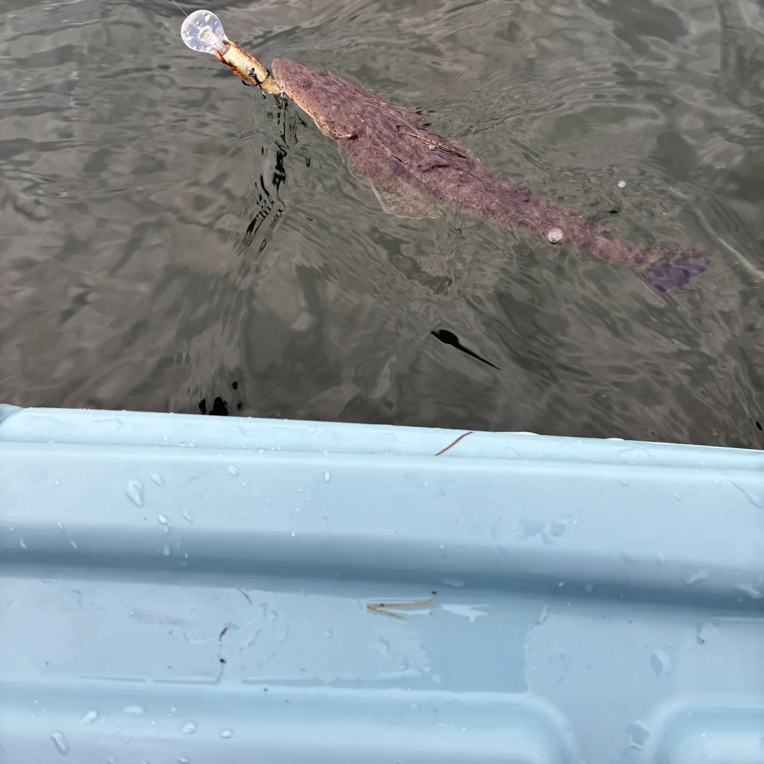 Dusky flathead caught on Fishbrain