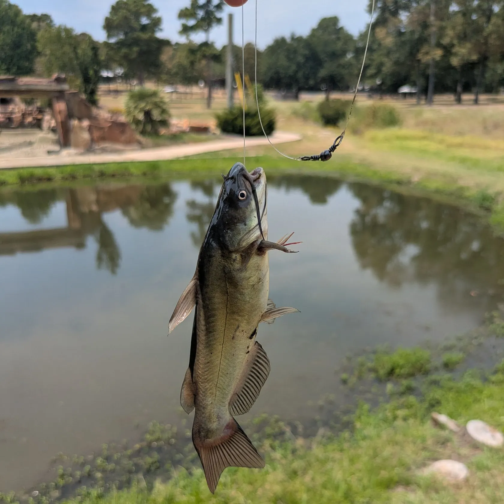 Yellow bullhead caught on Fishbrain