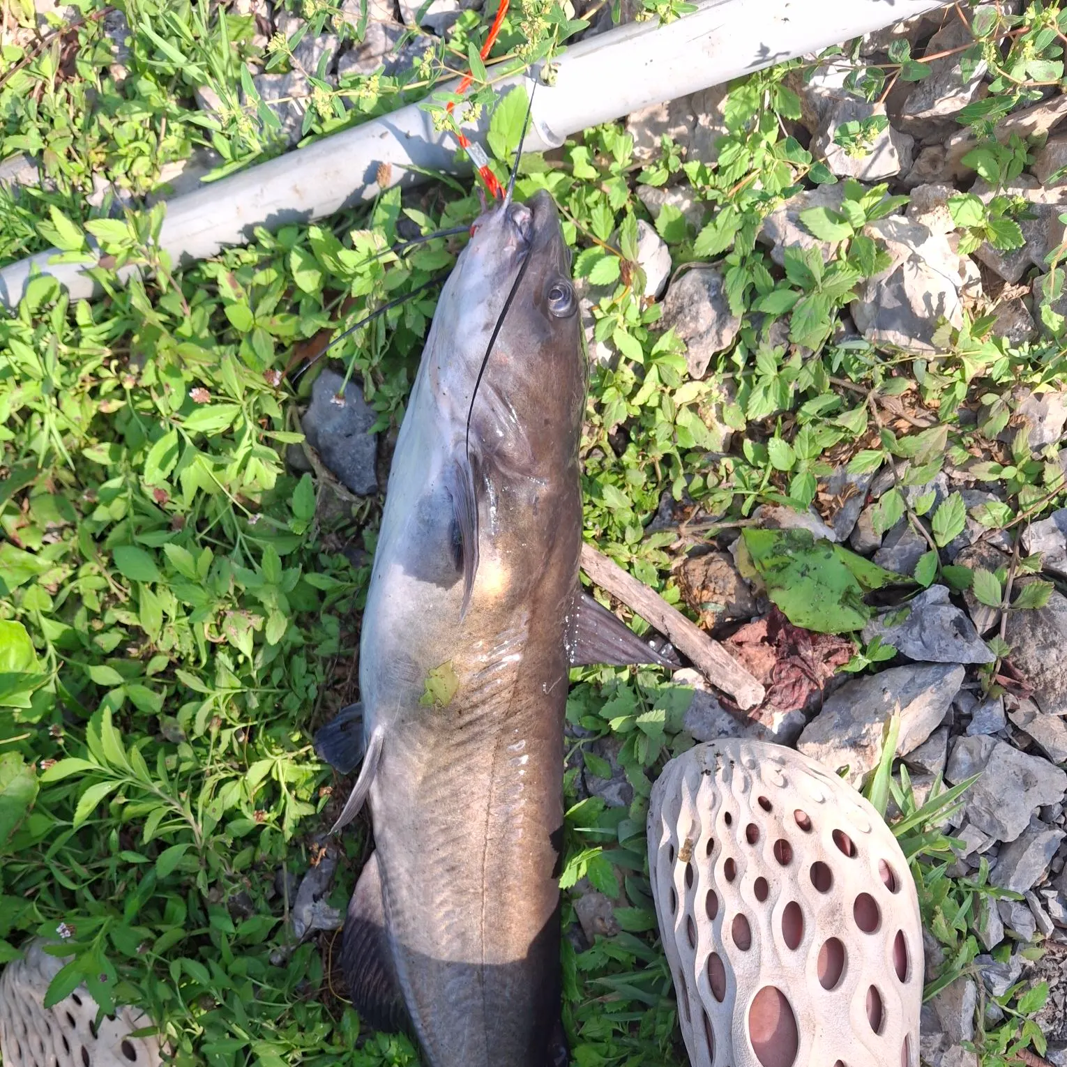 Channel catfish caught on Fishbrain