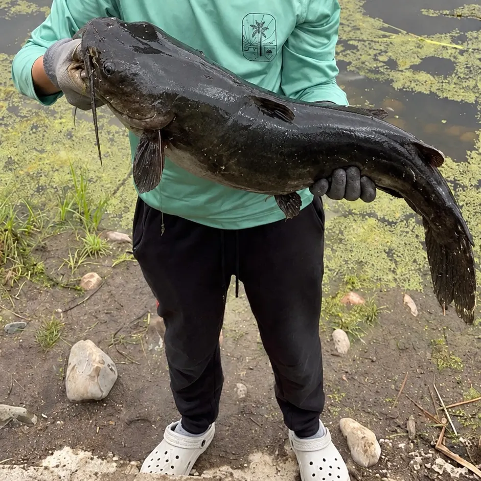 Channel catfish caught on Fishbrain