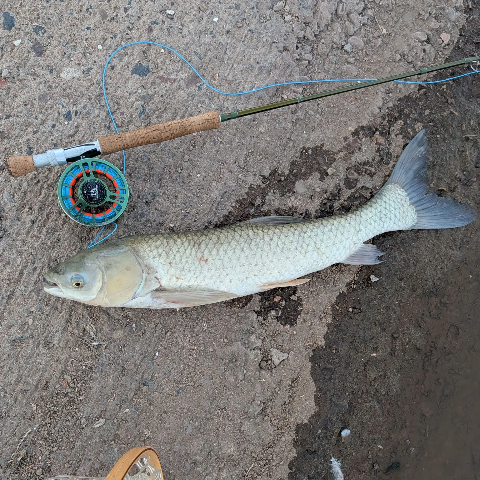 Grass carp caught on Fishbrain